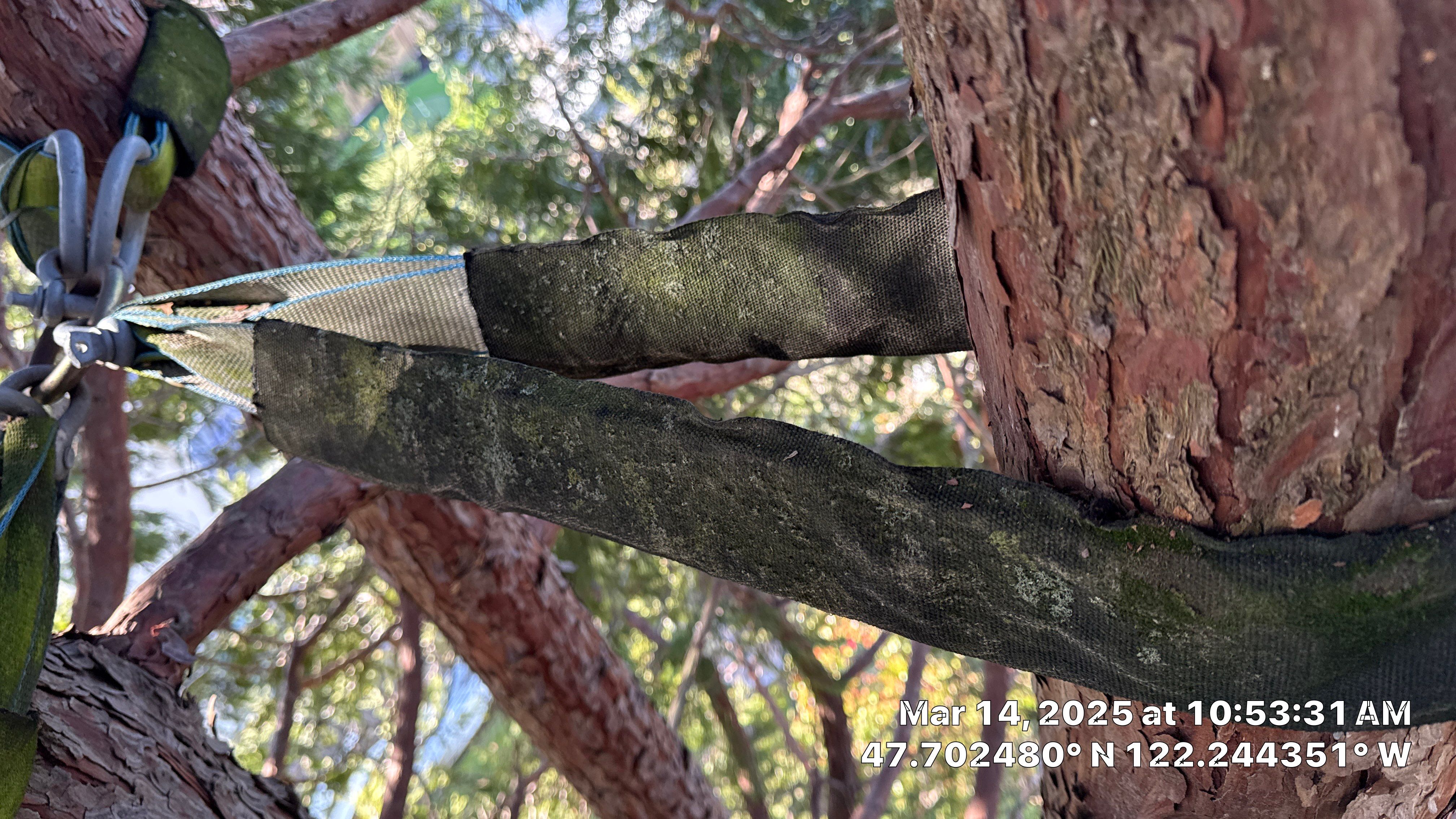 🧾 Tree Support System Assessment & Landmark Tree Risk Report – Holmes Point, Kirkland, WA by Sound Tree Care LLC