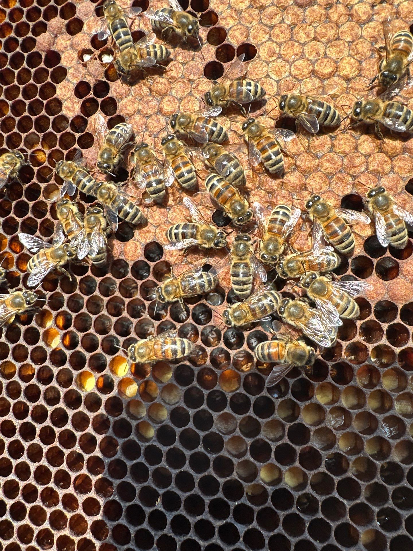 Rockwall County Ag. Exemption by Rockwall Honey Bee Company