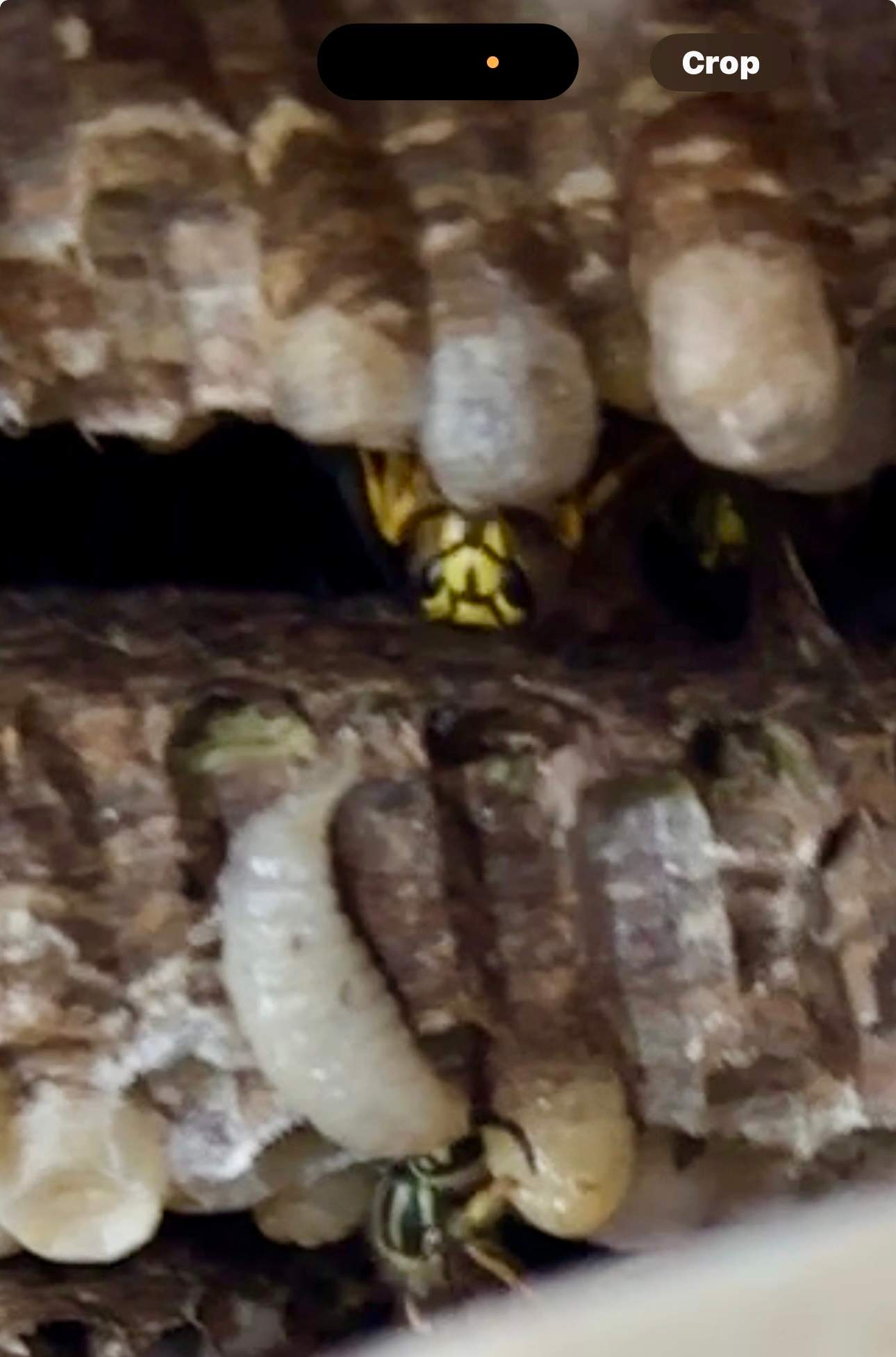 Yellowjackets at City Park by Rockwall Honey Bee Company