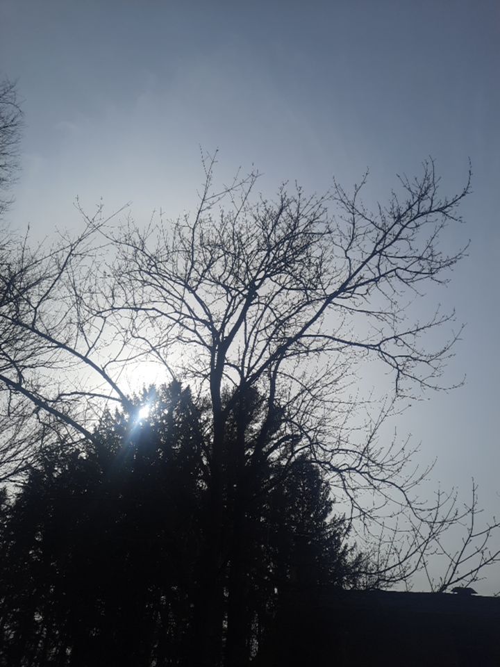 Tree Removal using Tree Removal by Mike Jones & Sons Tree Service LLC 