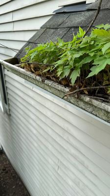 Turtle Shell gutter protection installation in Warrenville, IL 60555, photograph 27
