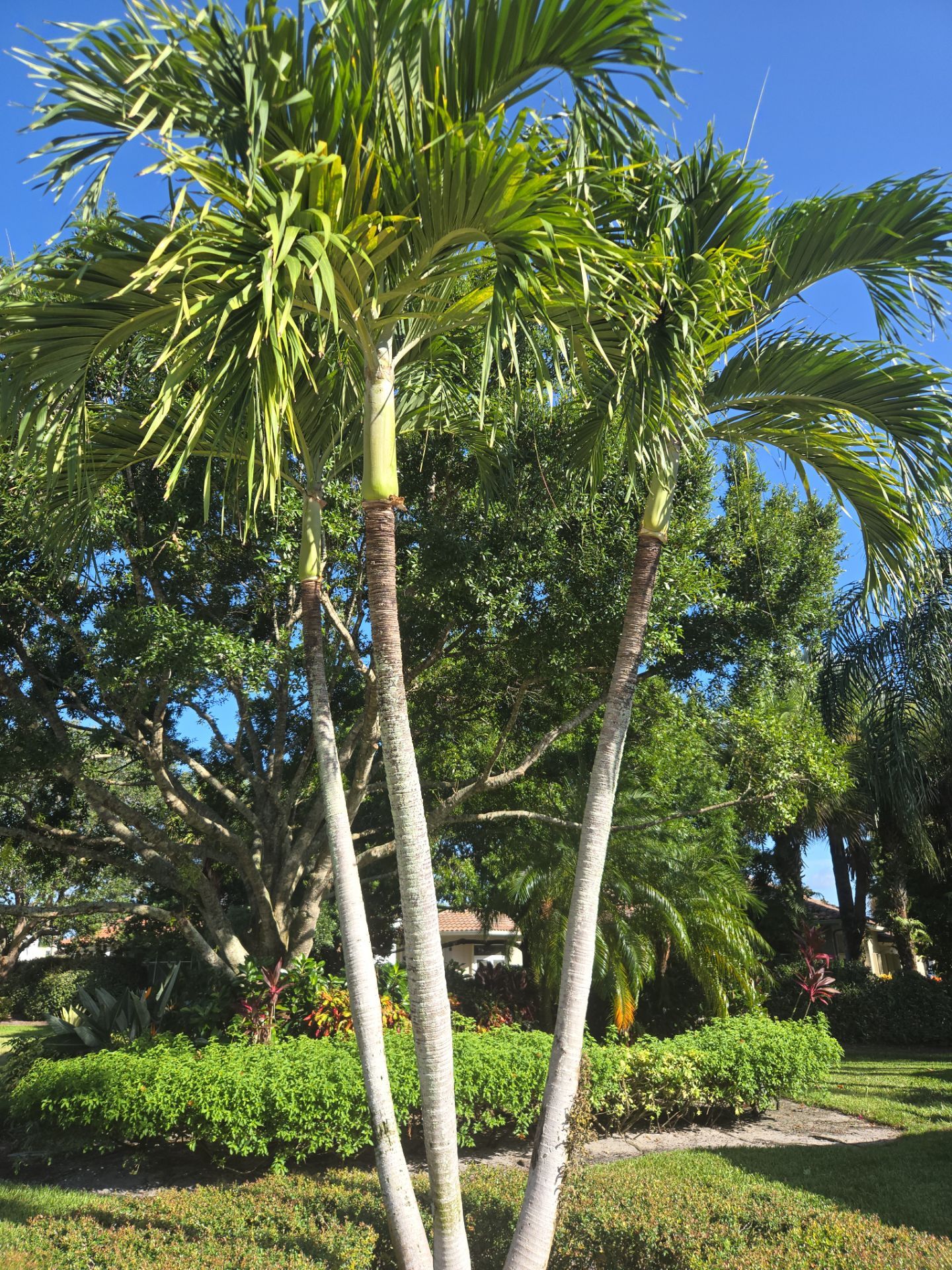 Palm Cove Perfection – Where Every Frond Tells a Story by Alpha Zeta Enterprises Inc