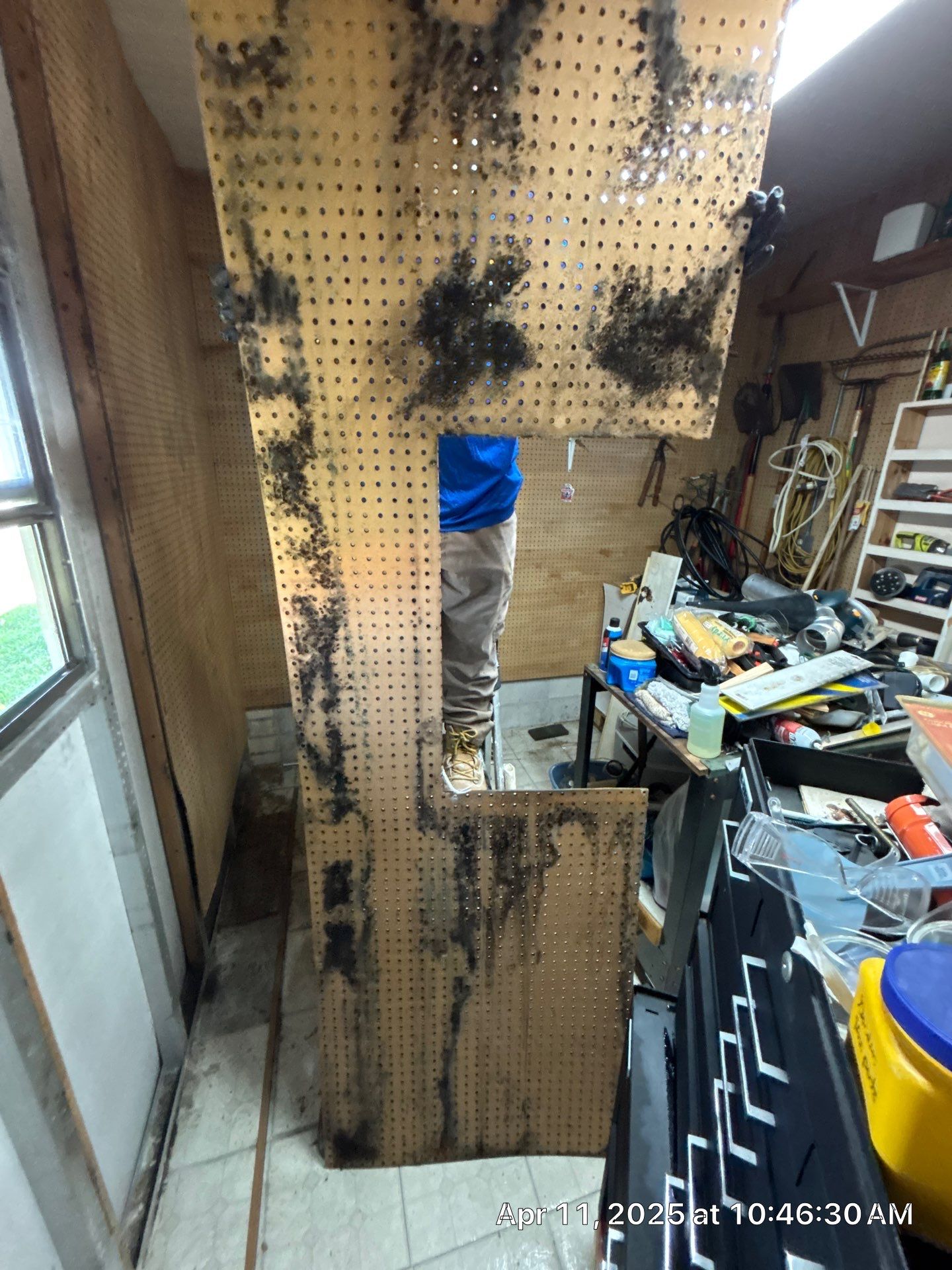Mold Removal In Palmetto by Ampm Restoration Services