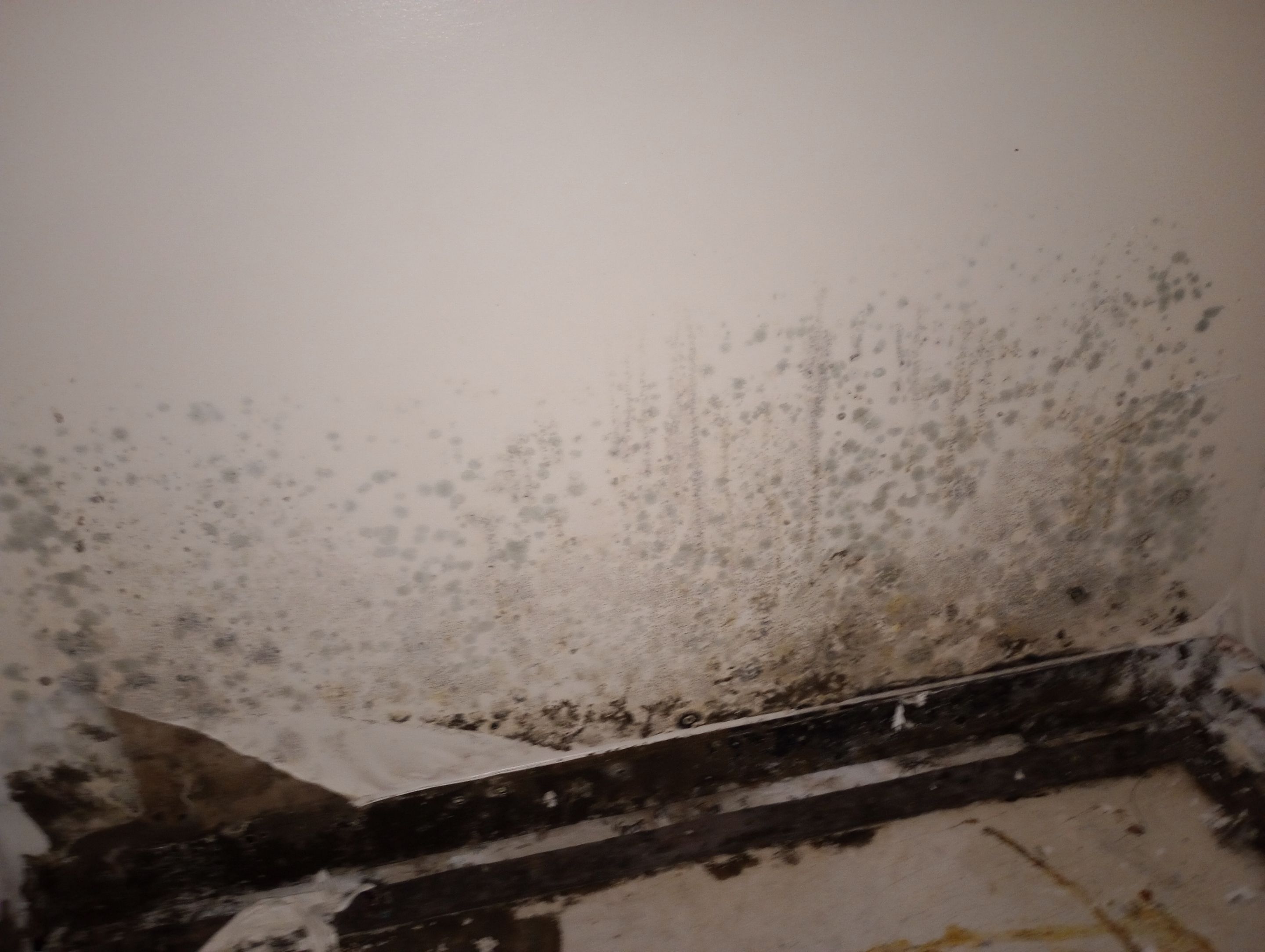 Insane Mold Remediation in Apartments by ANR Restoration