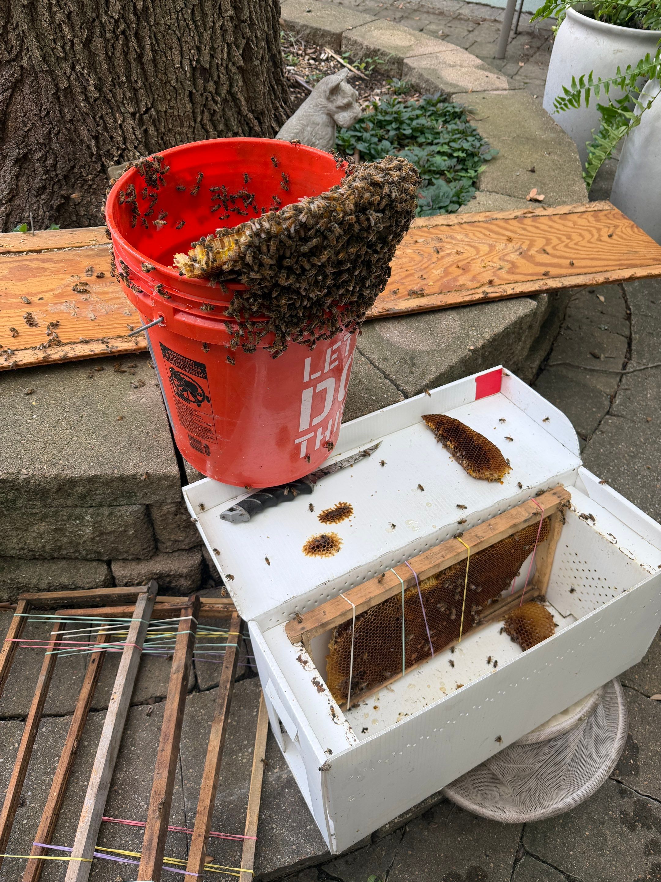 High Peak Bees by Rockwall Honey Bee Company