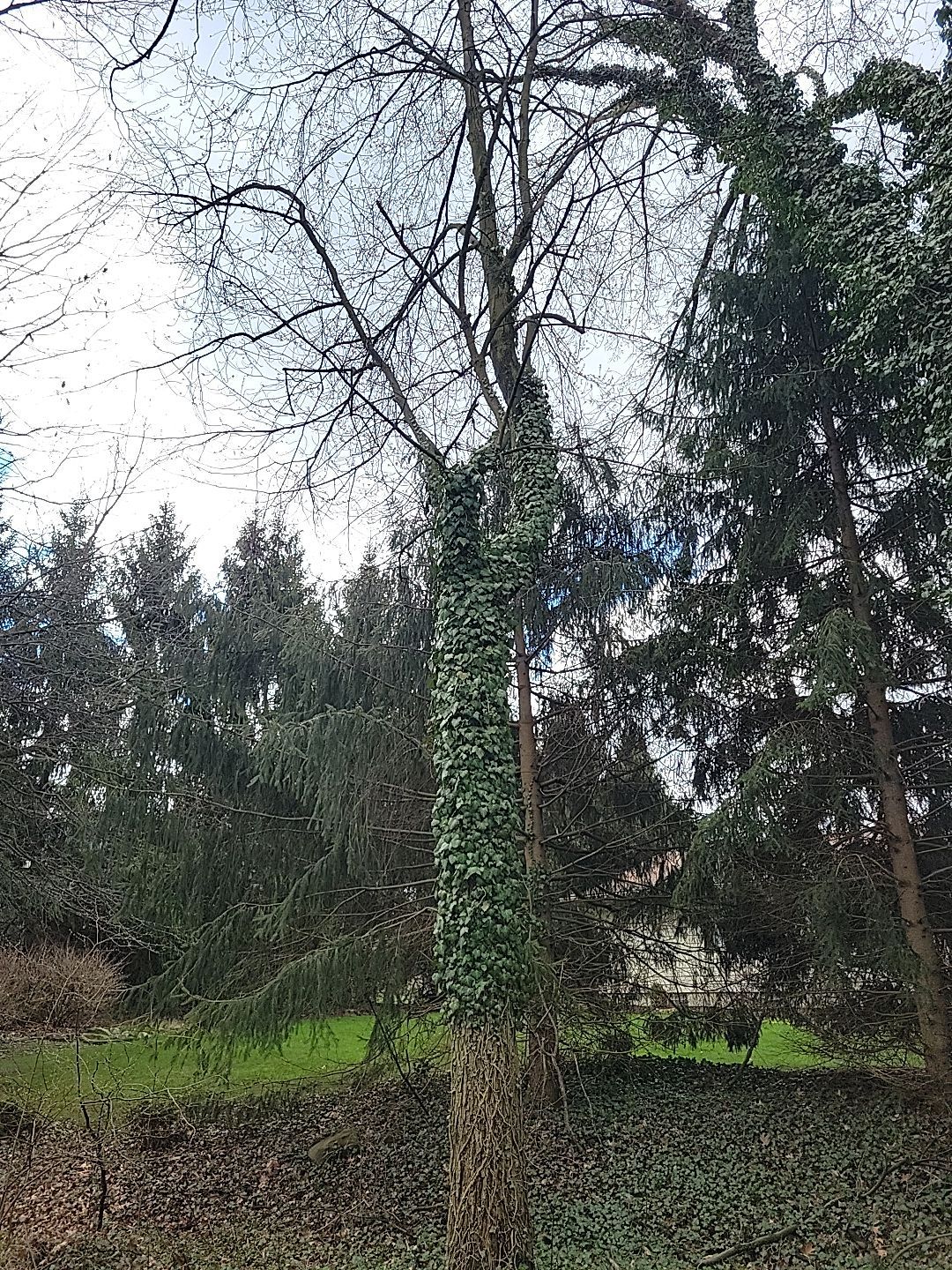 Tree Trimming using Tree Pruing by Mike Jones & Sons Tree Service LLC 