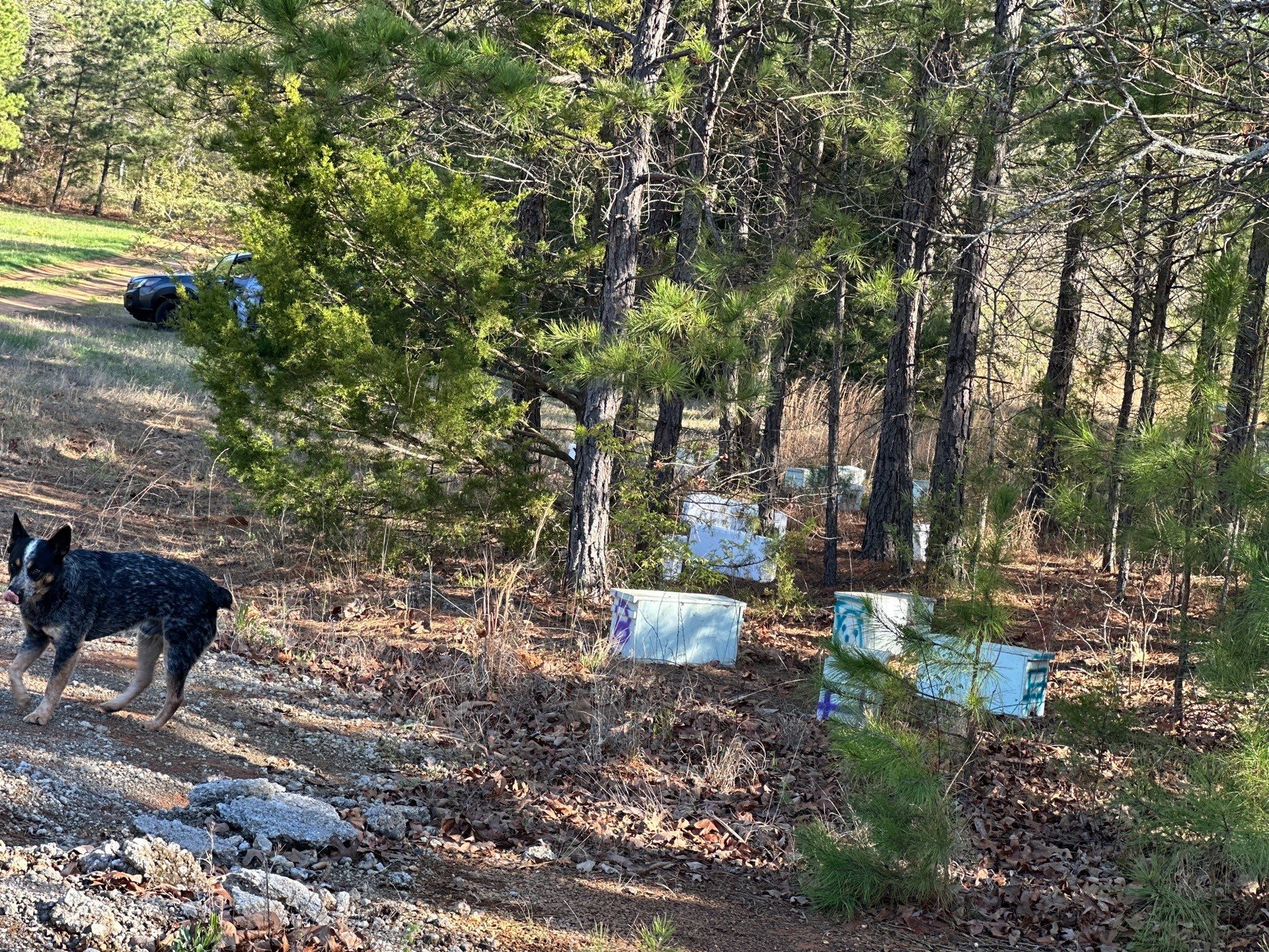 BeeGirl ETX HQ by Rockwall Honey Bee Company