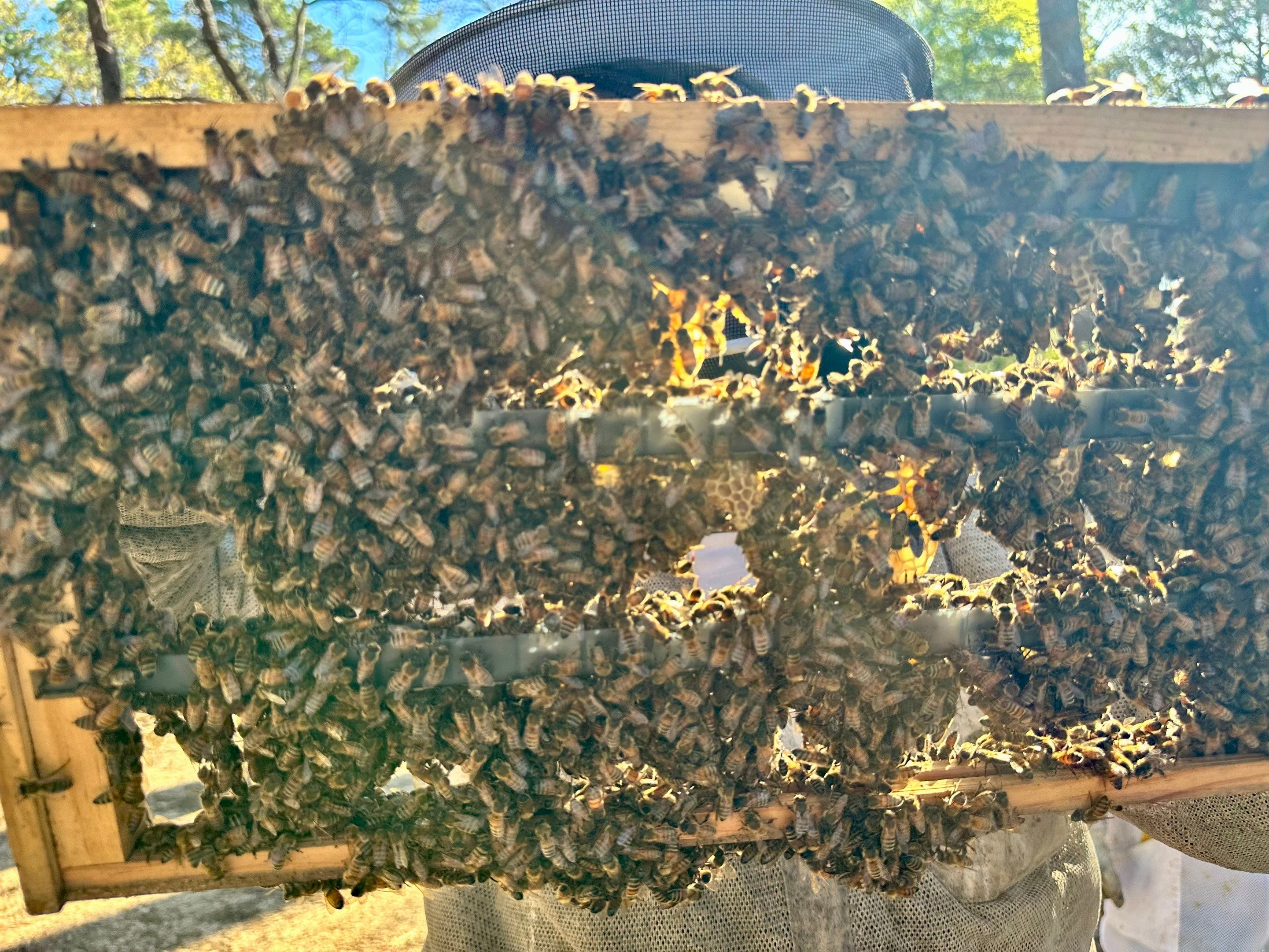 BeeGirl ETX HQ by Rockwall Honey Bee Company