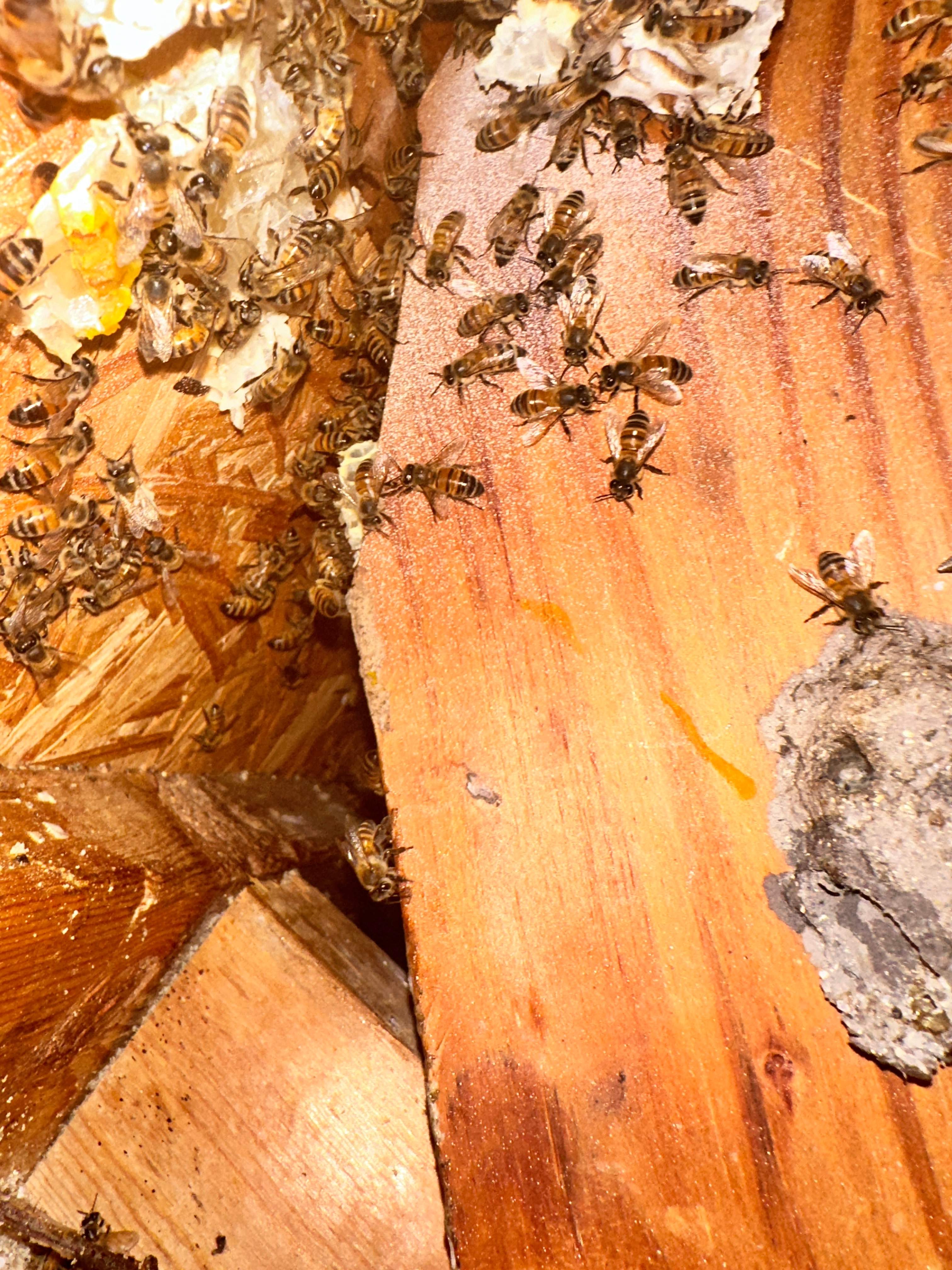 Way, WAY up! by Rockwall Honey Bee Company