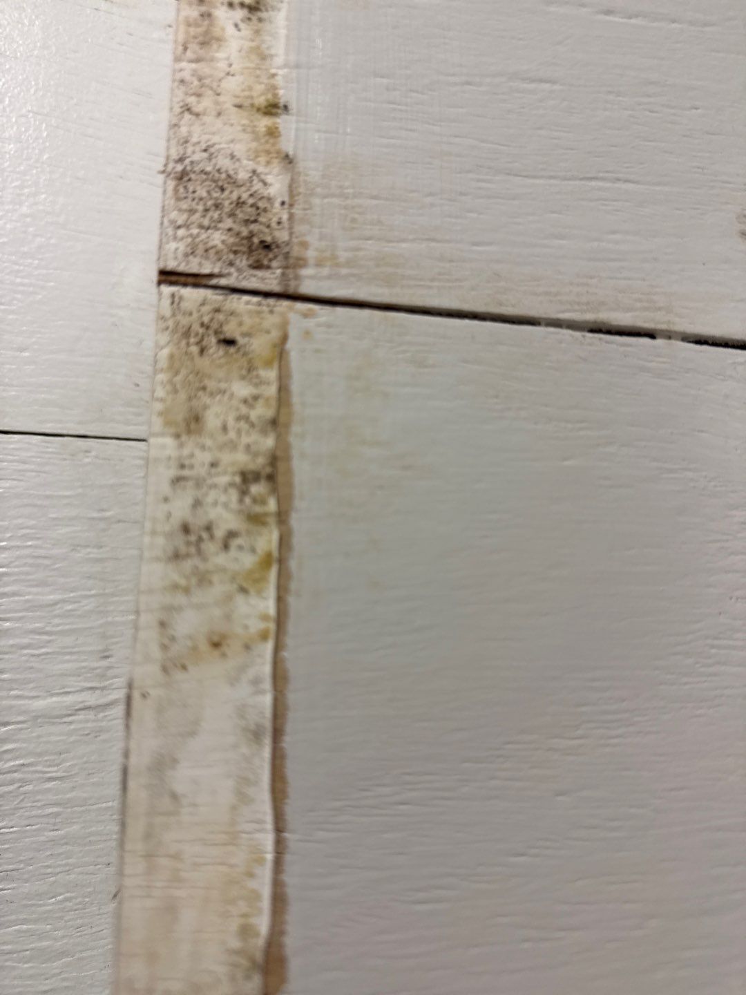 Bathroom and Crawlspace Water Damage and Mold by Healthy Home Solutions