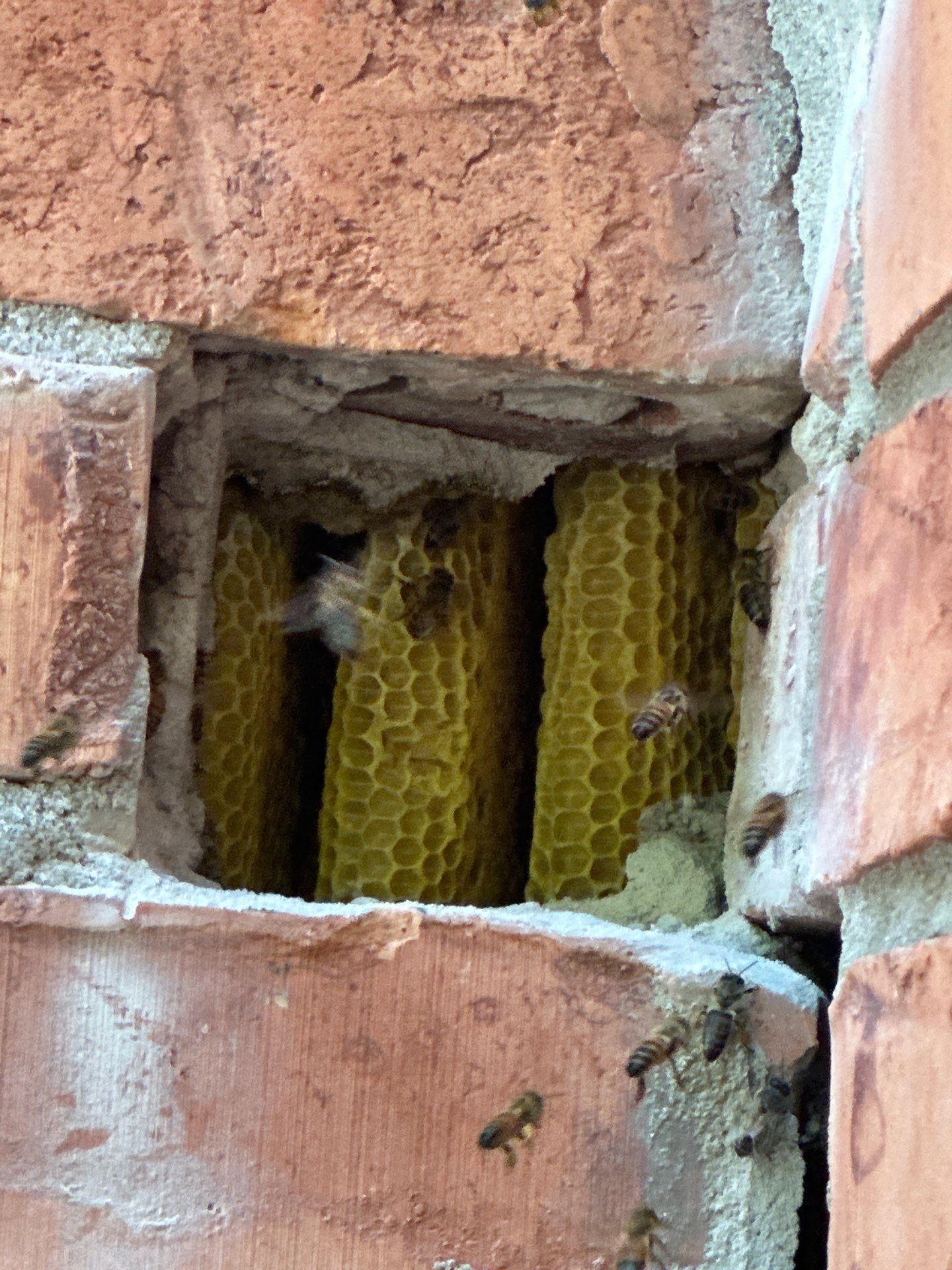 Bees Behind Bricks by Rockwall Honey Bee Company