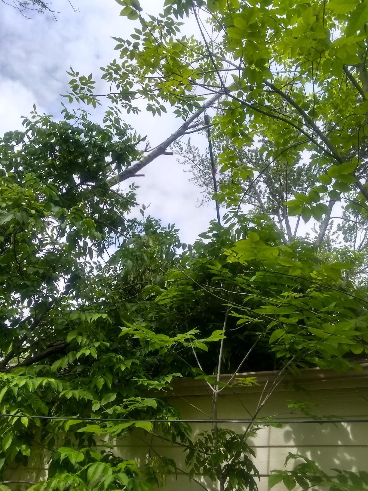 Tree Removal using Tree Removal by Mike Jones & Sons Tree Service LLC 