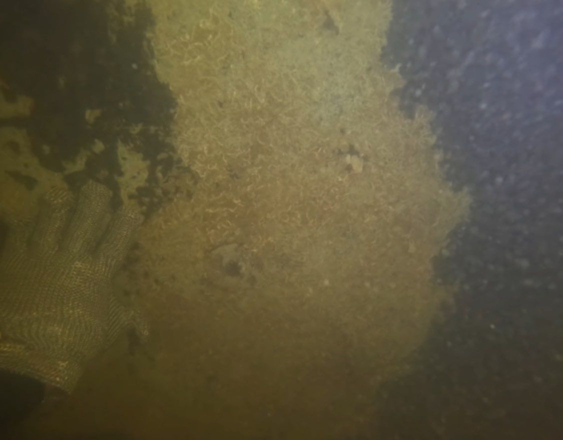 Project in Punta Gorda by Florida Hull Cleaning 