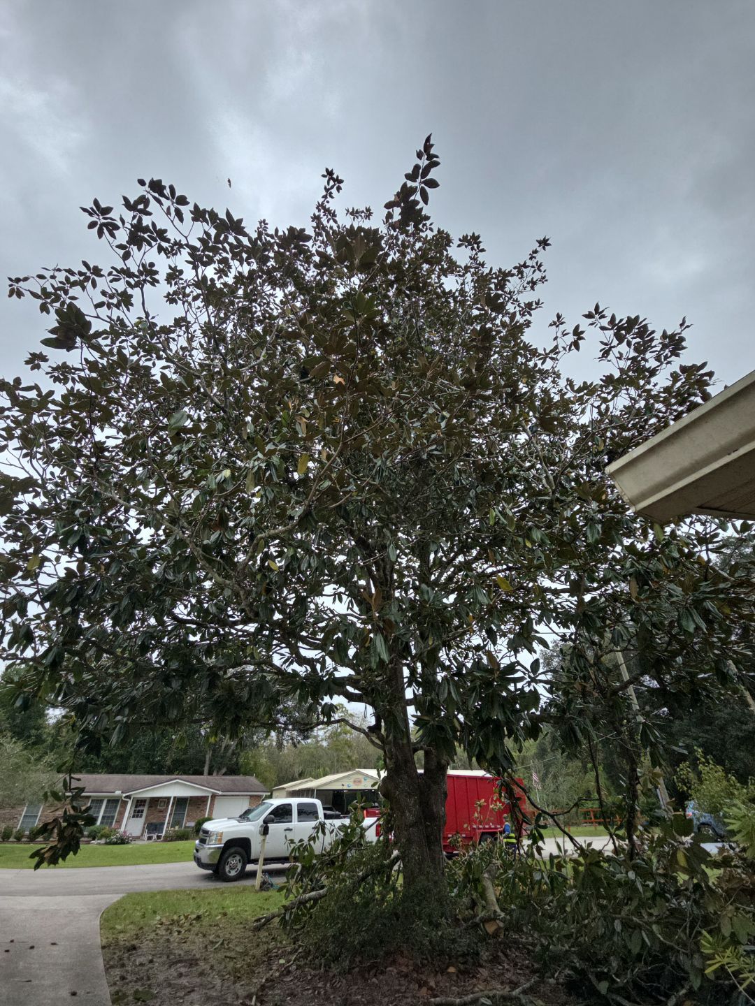Tree Removal & Sod Install | Residential by ProGreen Services