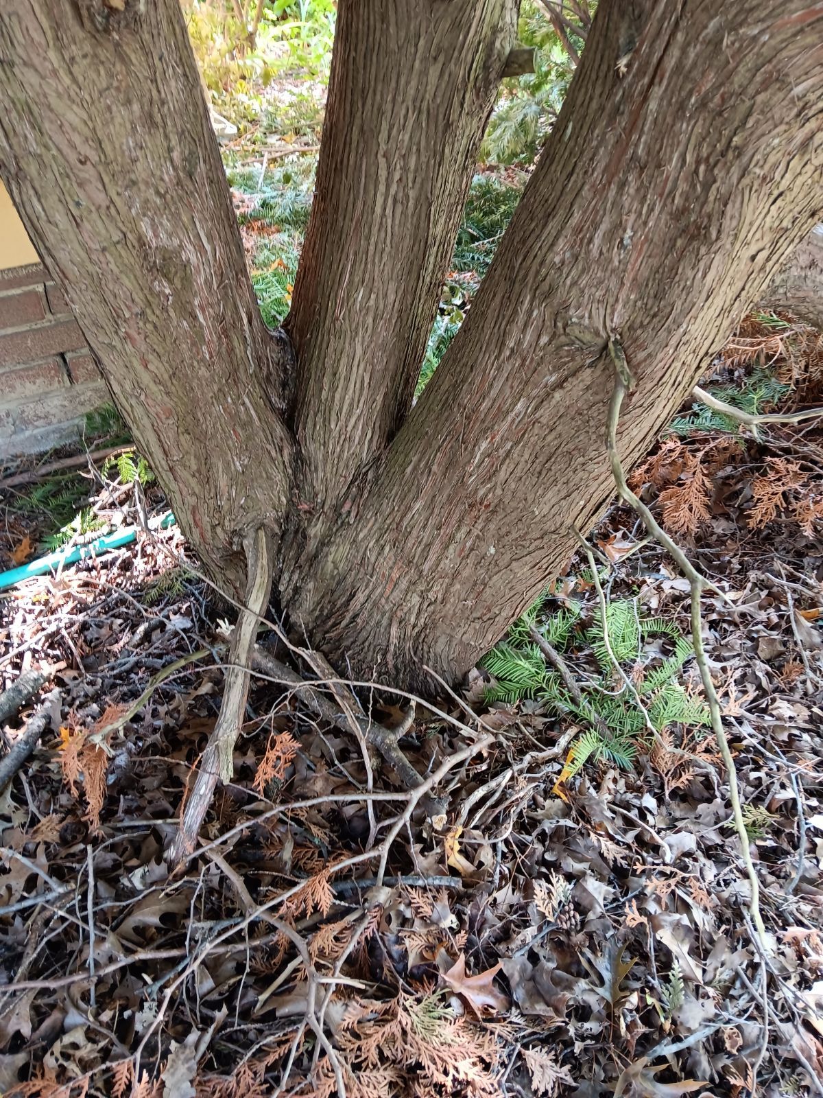 Tree Removal using Tree Removal by Mike Jones & Sons Tree Service LLC 