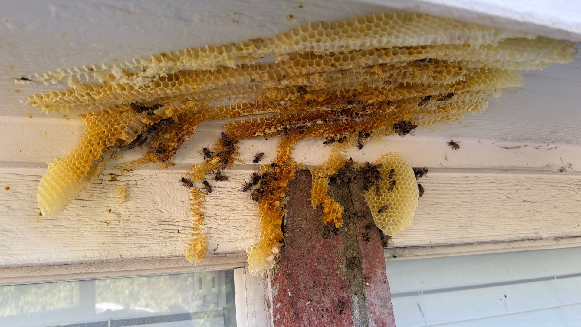 Open Air Colony in Rockwall, TX by Rockwall Honey Bee Company