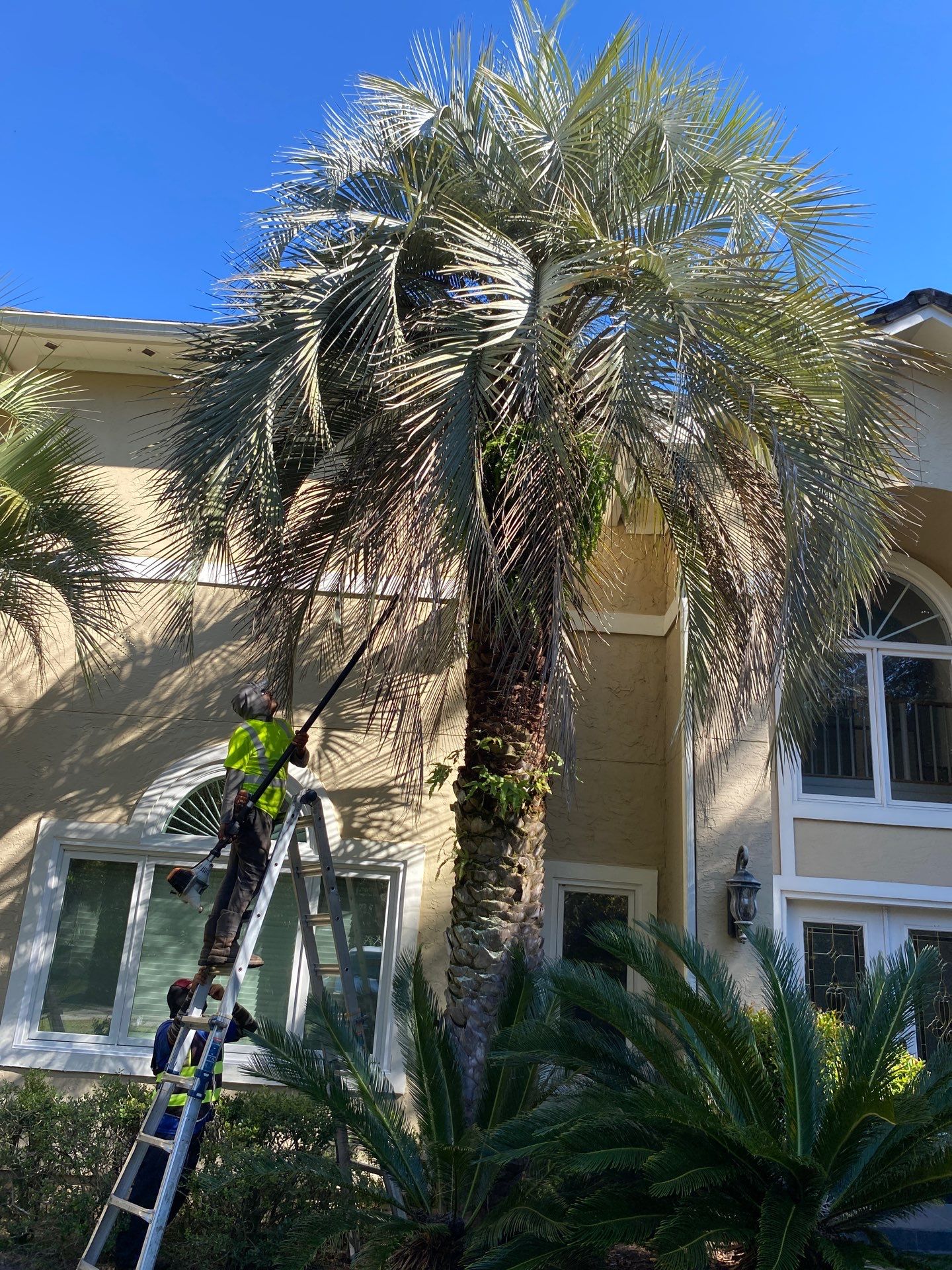 Deerwood Residence | Tree Work by ProGreen Services