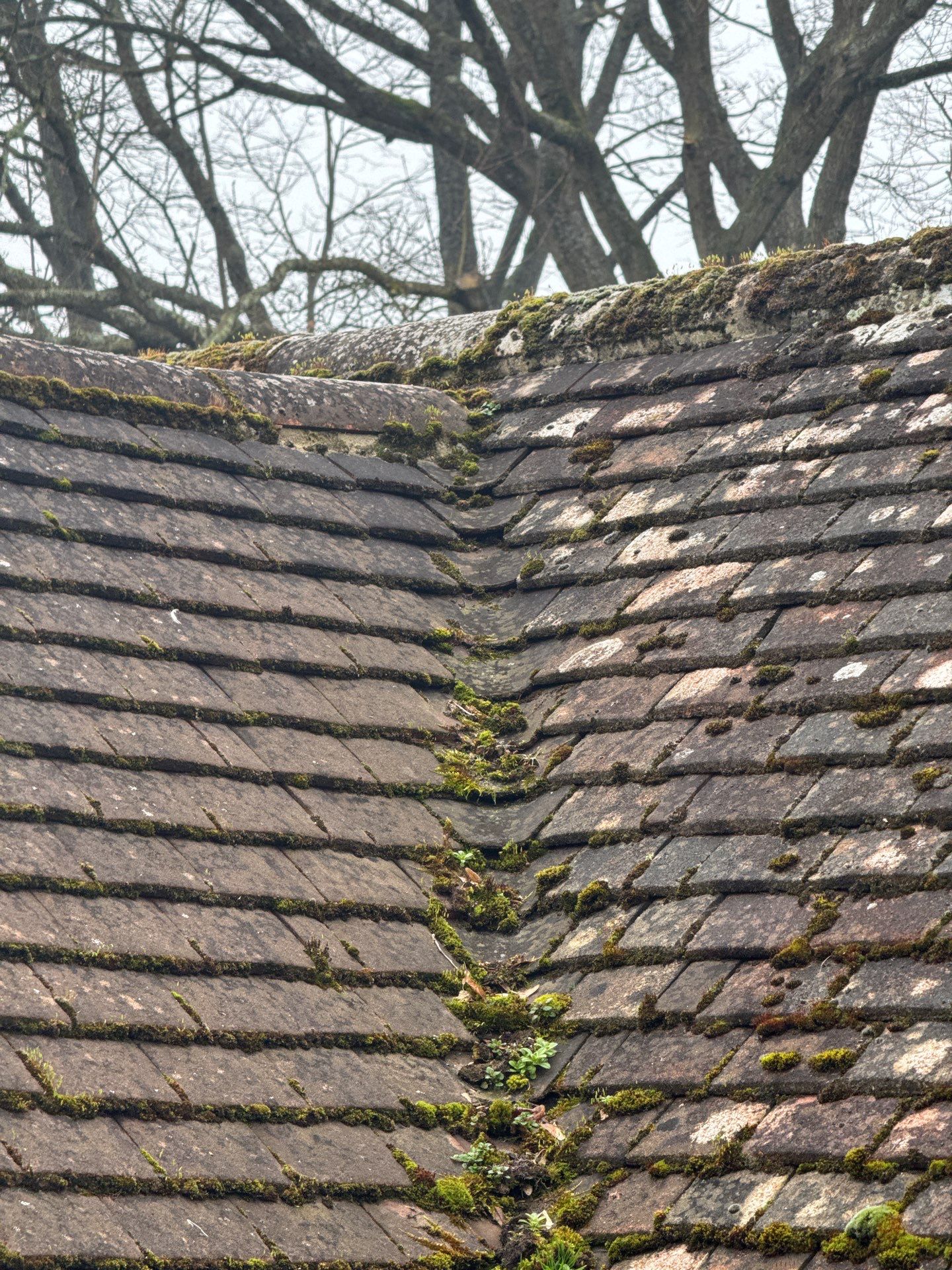 Roof Clean  - Moss Removal - Gutter Clean using Honda 15lpm Low Pressure Washing Machine by Ges Exterior Cleaning ltd