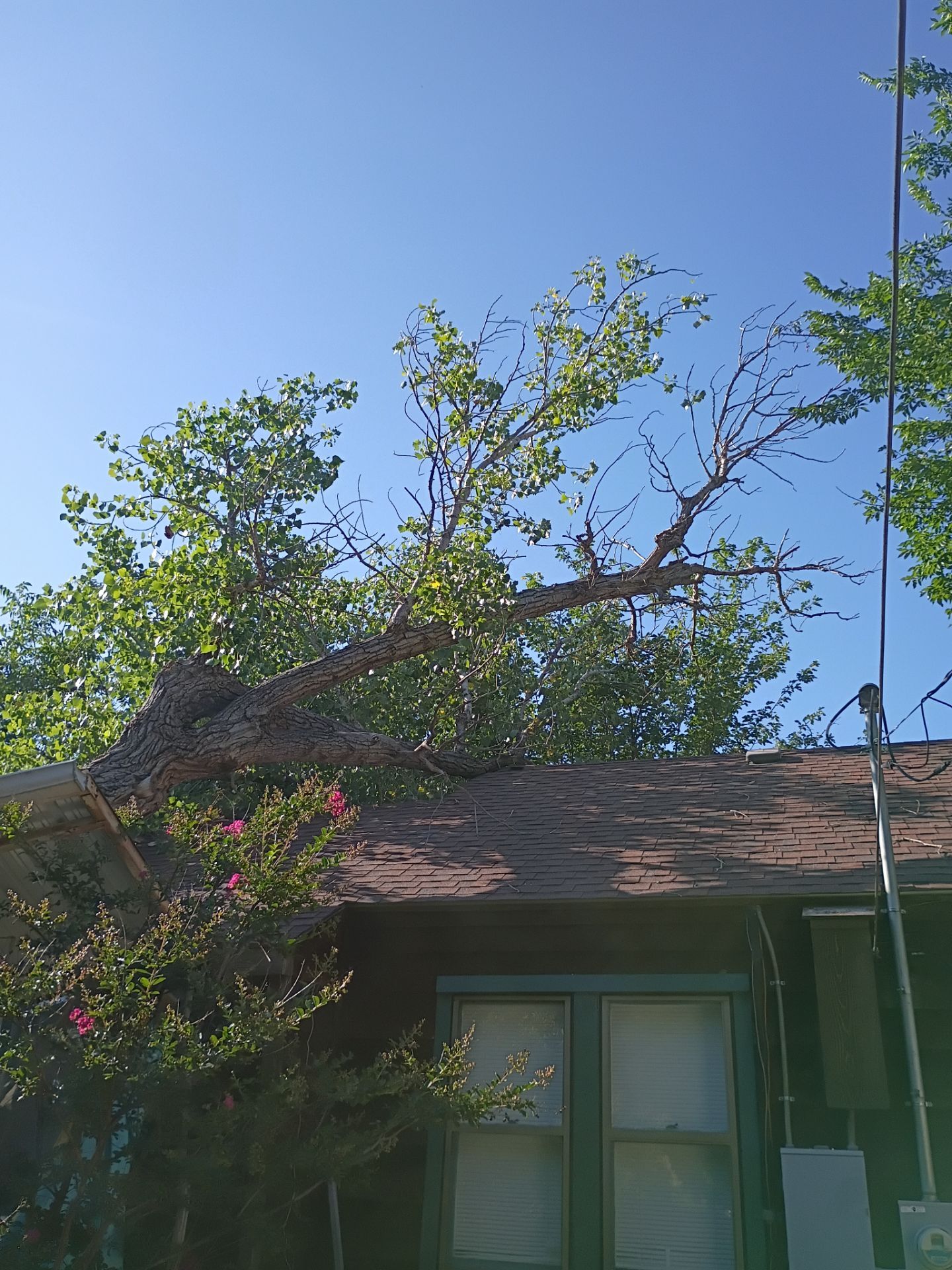 Dangerous Tree Tree Removal  by Clays Services Inc