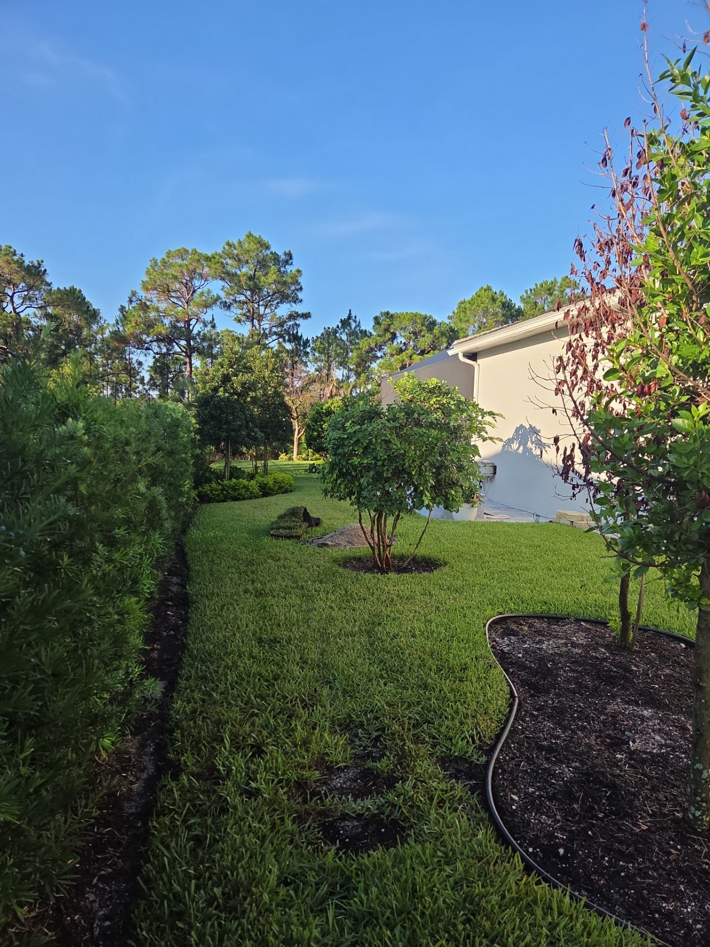 🌴✨ Canopy Creek Landscape Transformation! ✨🌿 by Alpha Zeta Enterprises Inc