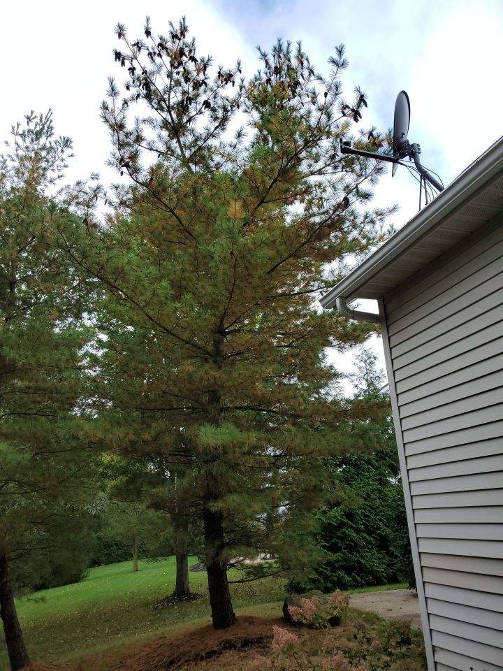 Tree Removal using Tree Removal by Mike Jones & Sons Tree Service LLC 