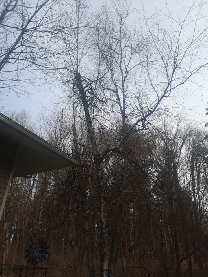 Tree Removal using Tree Removal by Mike Jones & Sons Tree Service LLC 