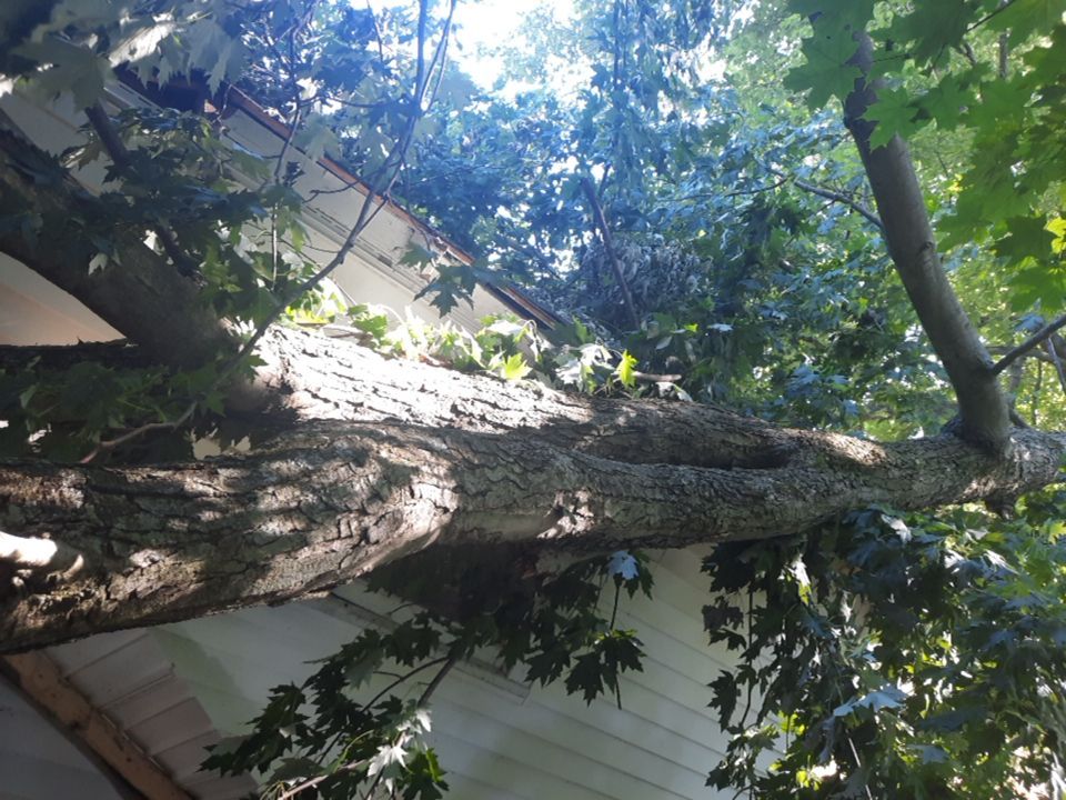 Storm Damaged Tree Removal  using Tree Removal by Mike Jones & Sons Tree Service LLC 