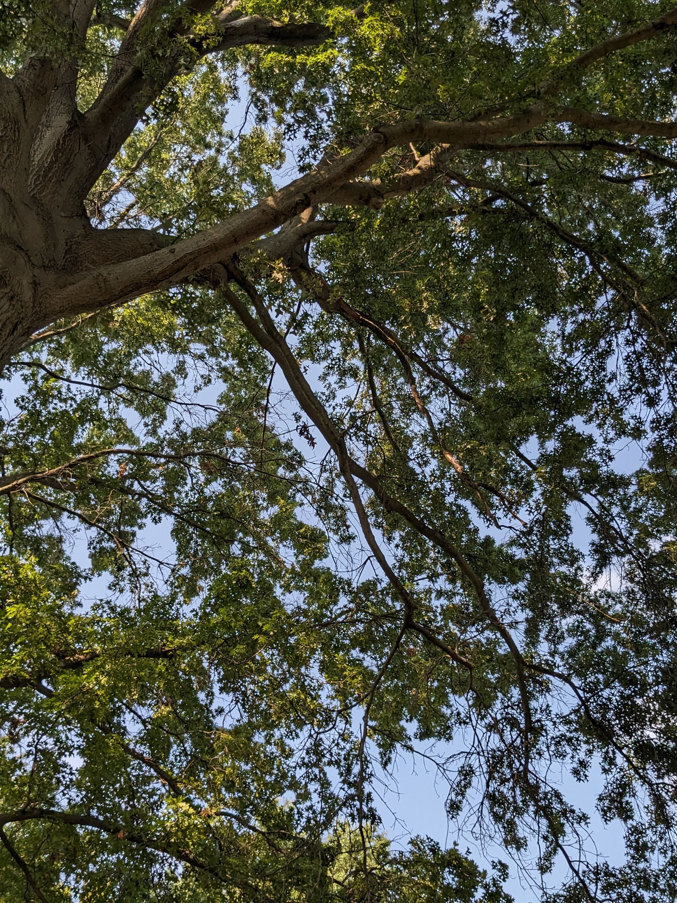 Tree Trimming using Tree Pruing by Mike Jones & Sons Tree Service LLC 