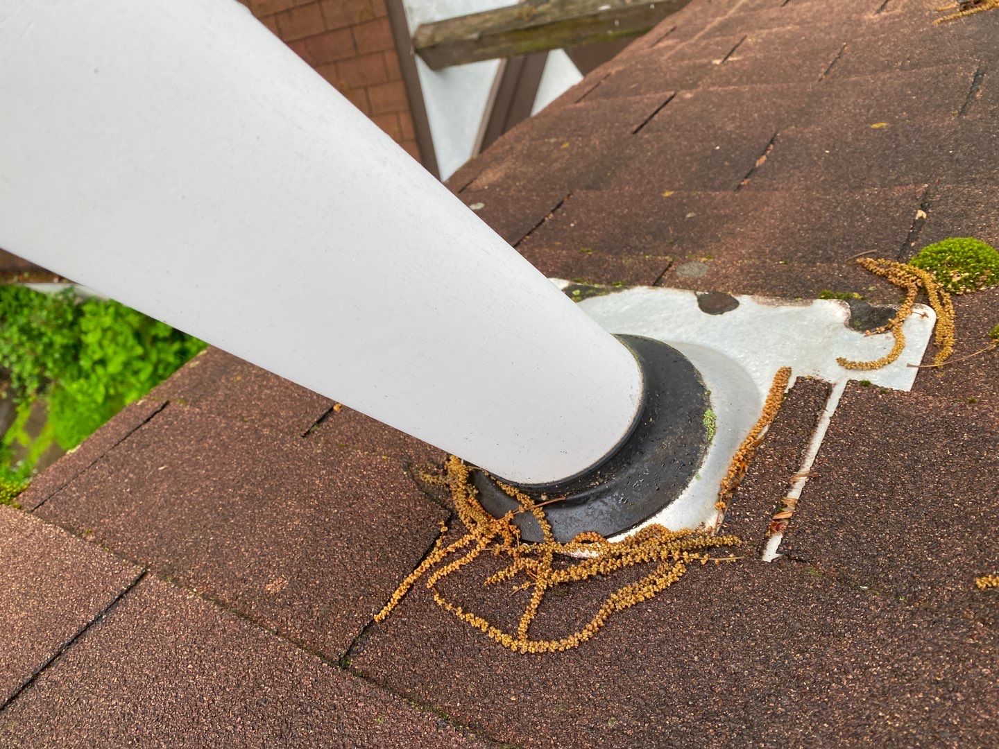 Arlington: CertainTeed Landmark Pro Designer Shingles in Max Def Shenandoah by RM Banning, Inc.