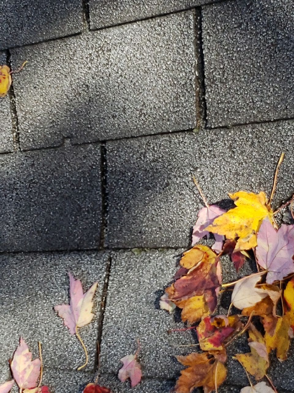 ATLAS PINNACLE SCOTCHGARD COLOR: PEWTER DRIP EDGE: BLACK by Eagle Eye Roofing