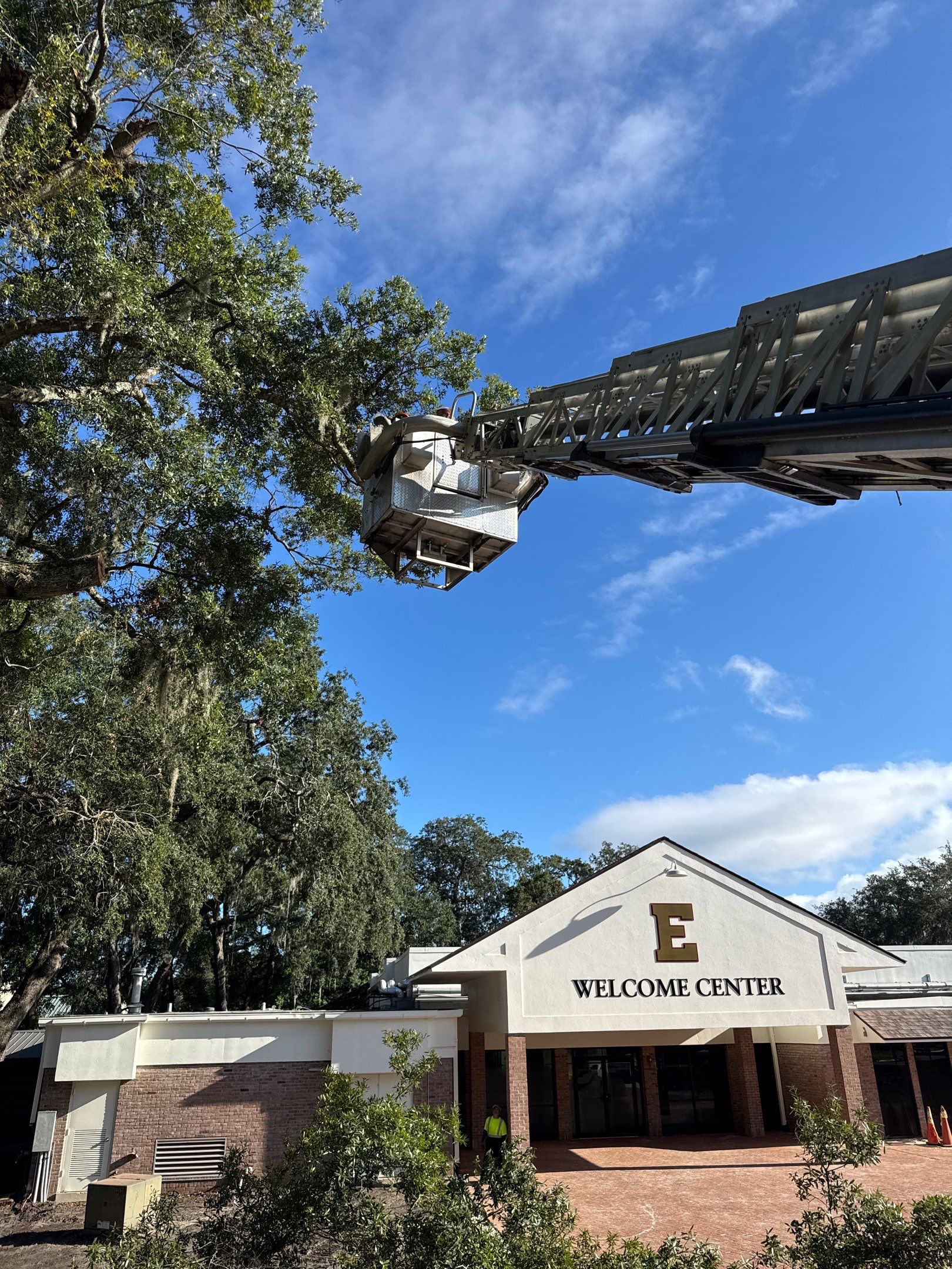 Welcome Center Tree Removal | Episcopal School of Jacksonville by ProGreen Services