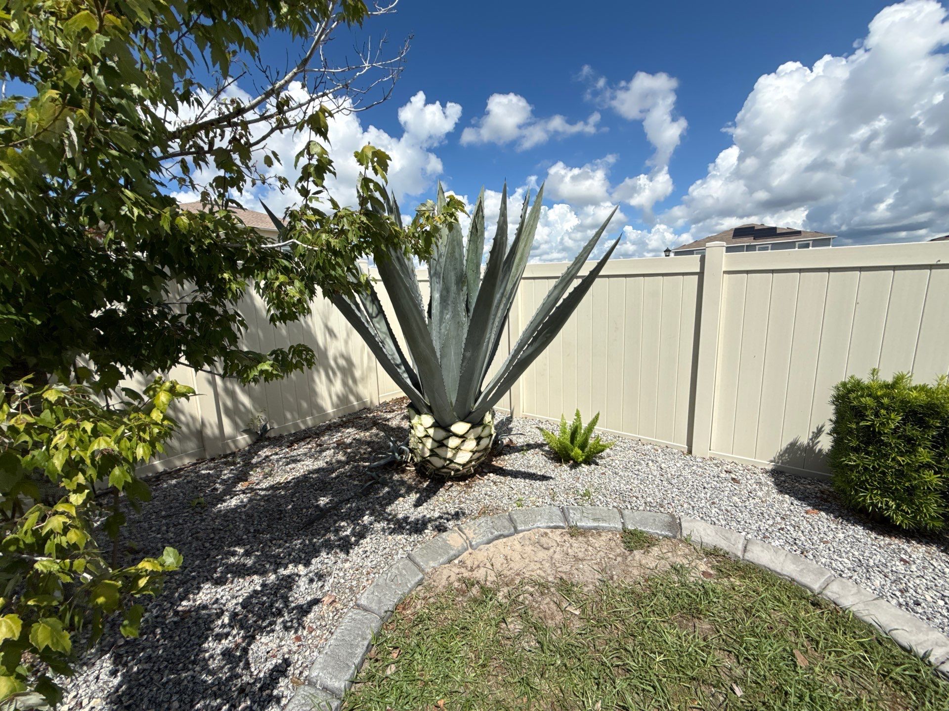  Agave Plants Trimming by 
M.A.B. Landscaping & Property Maintenance