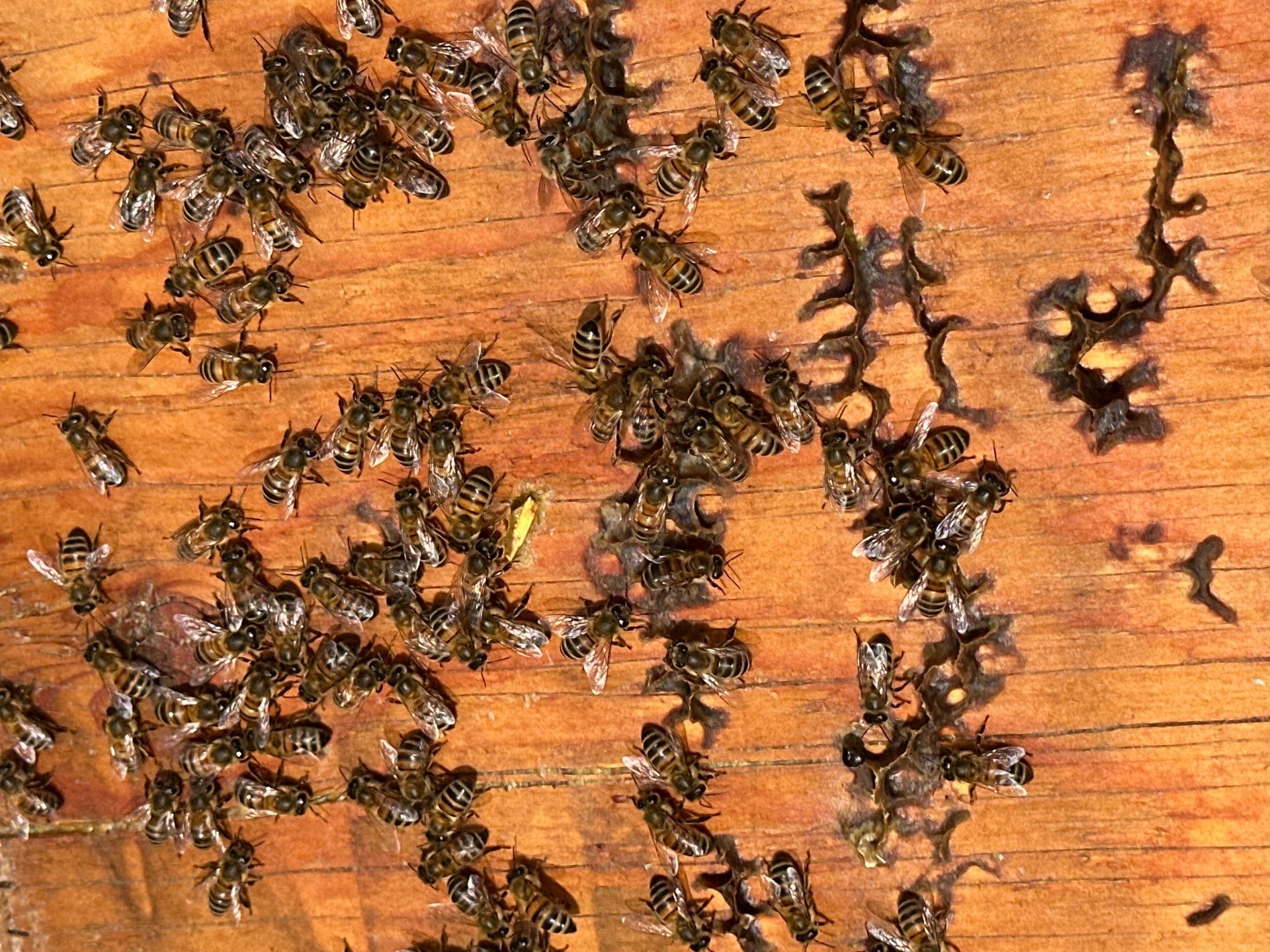 Downtown Dallas by Rockwall Honey Bee Company