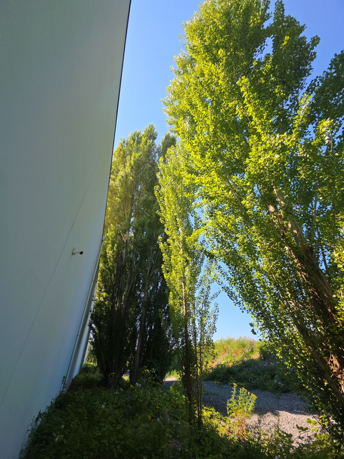 Tukwila Commercial Tree Trimming for Building and Roof Clearance by Sound Tree Care LLC
