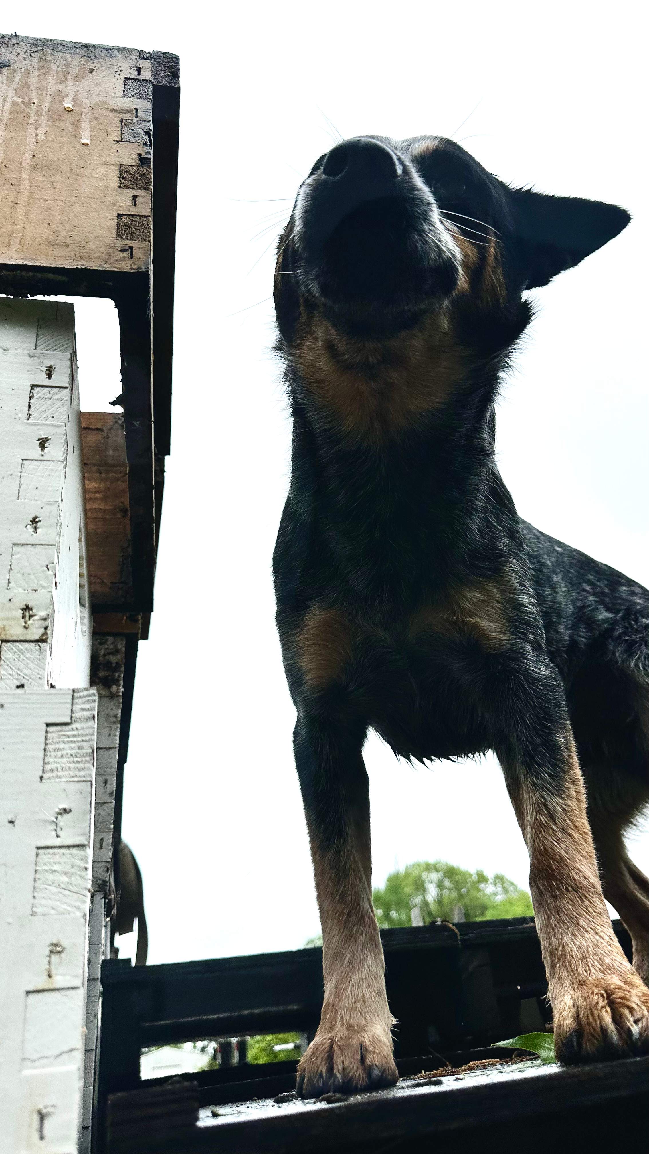 BeeGirl ETX HQ by Rockwall Honey Bee Company