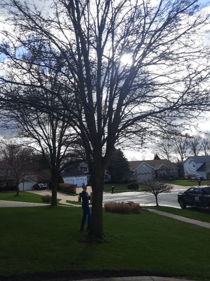 Tree Removal using Tree Removal by Mike Jones & Sons Tree Service LLC 