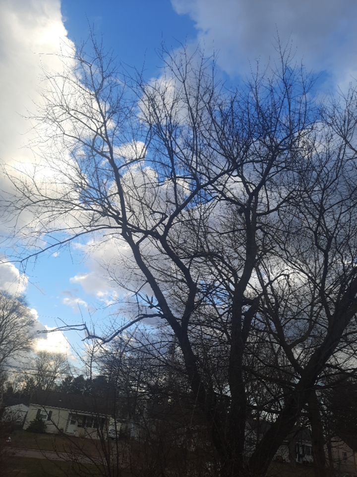 Tree Removal using Tree Removal by Mike Jones & Sons Tree Service LLC 