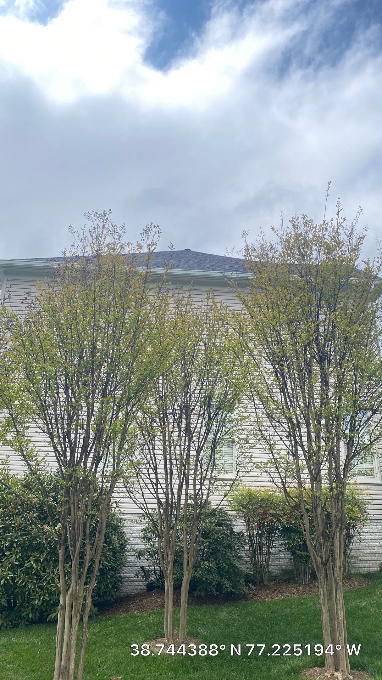 Springfield: CertainTeed Landmark Pro Designer Shingles in Max Def Moire Black by RM Banning, Inc.