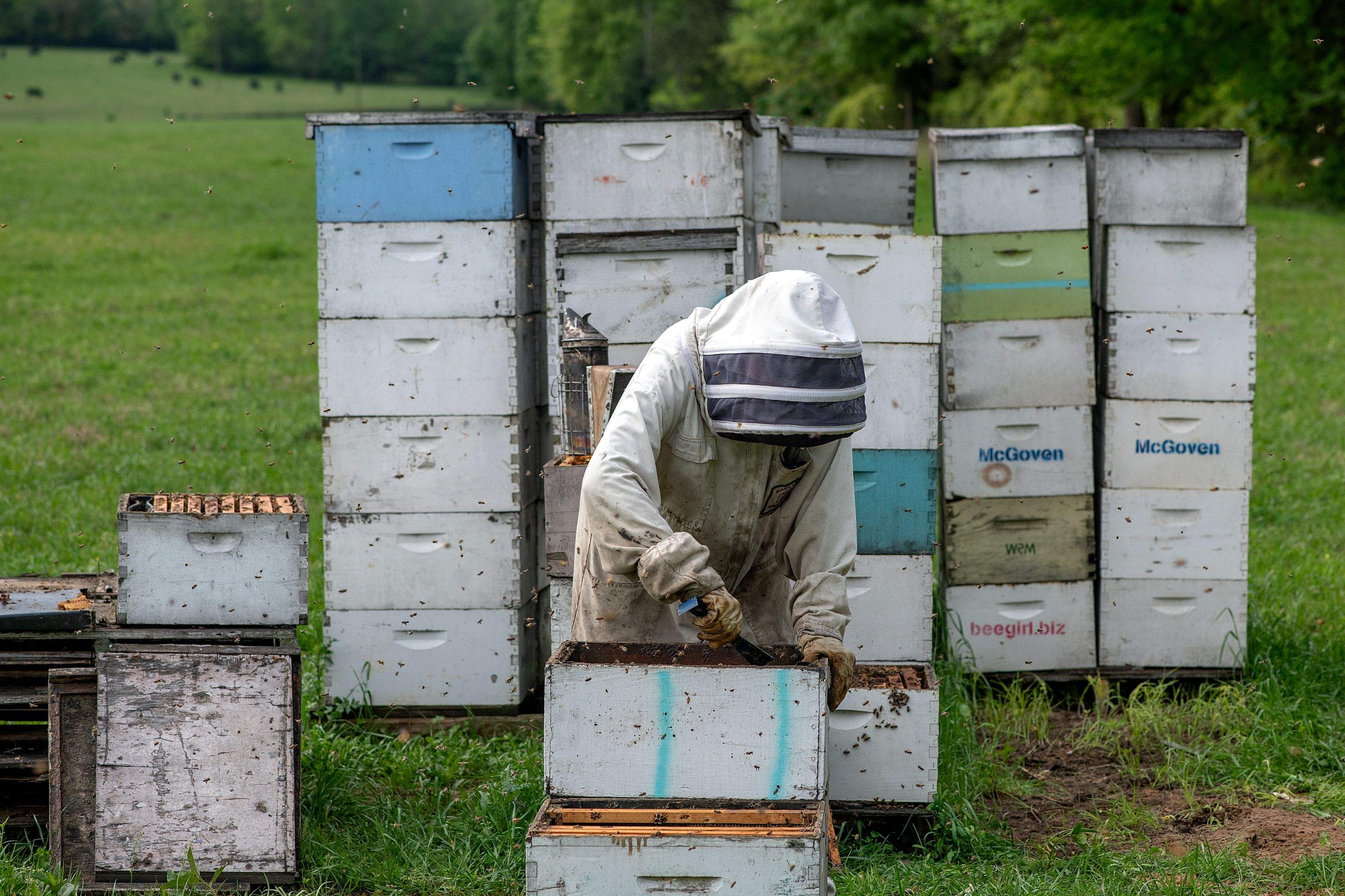 Splits in East Texas by Rockwall Honey Bee Company