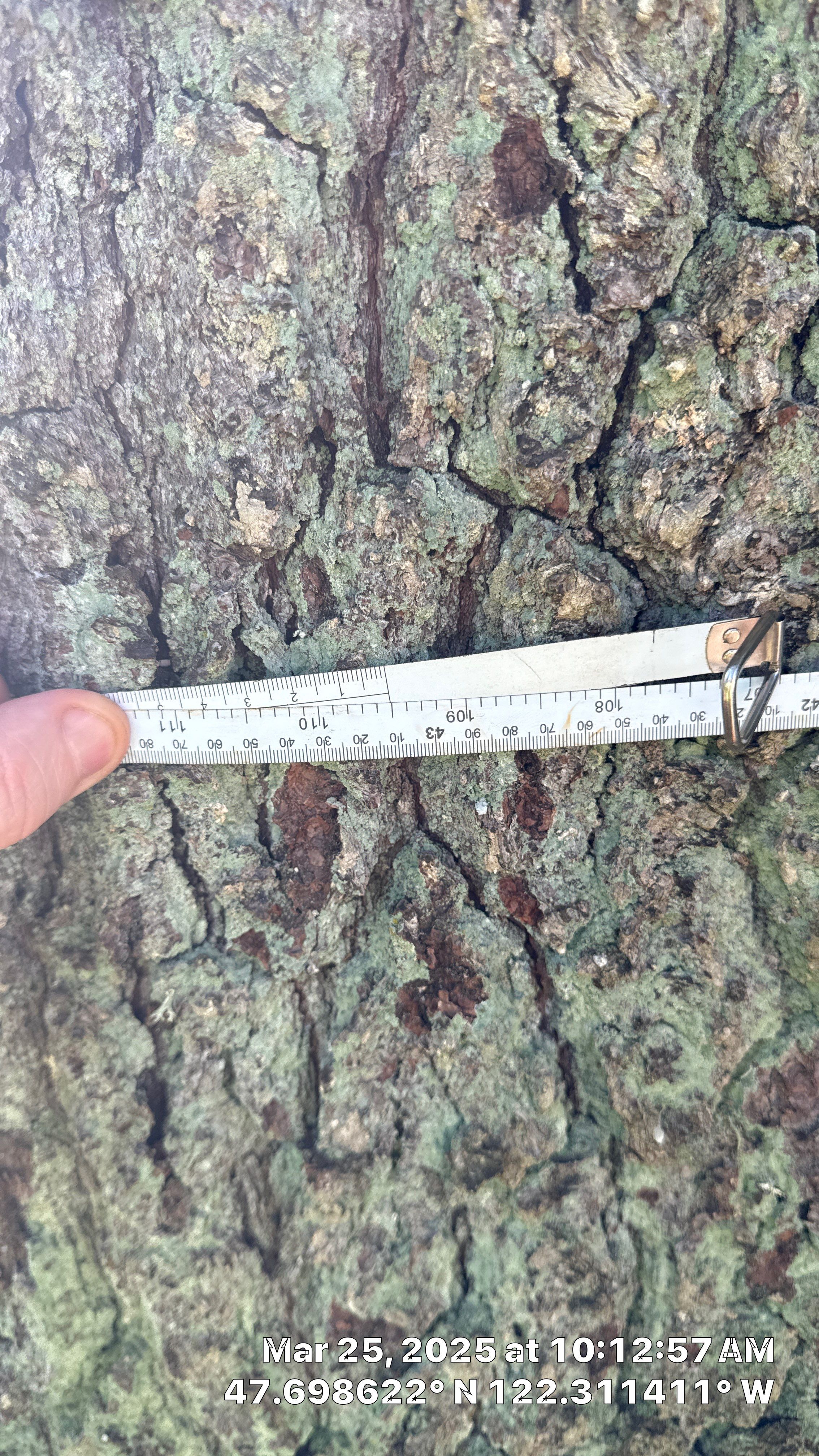 π² Seattle Tree Removal β Failing Western White Pine Over Home | ISA Certified Arborist Project by Sound Tree Care LLC