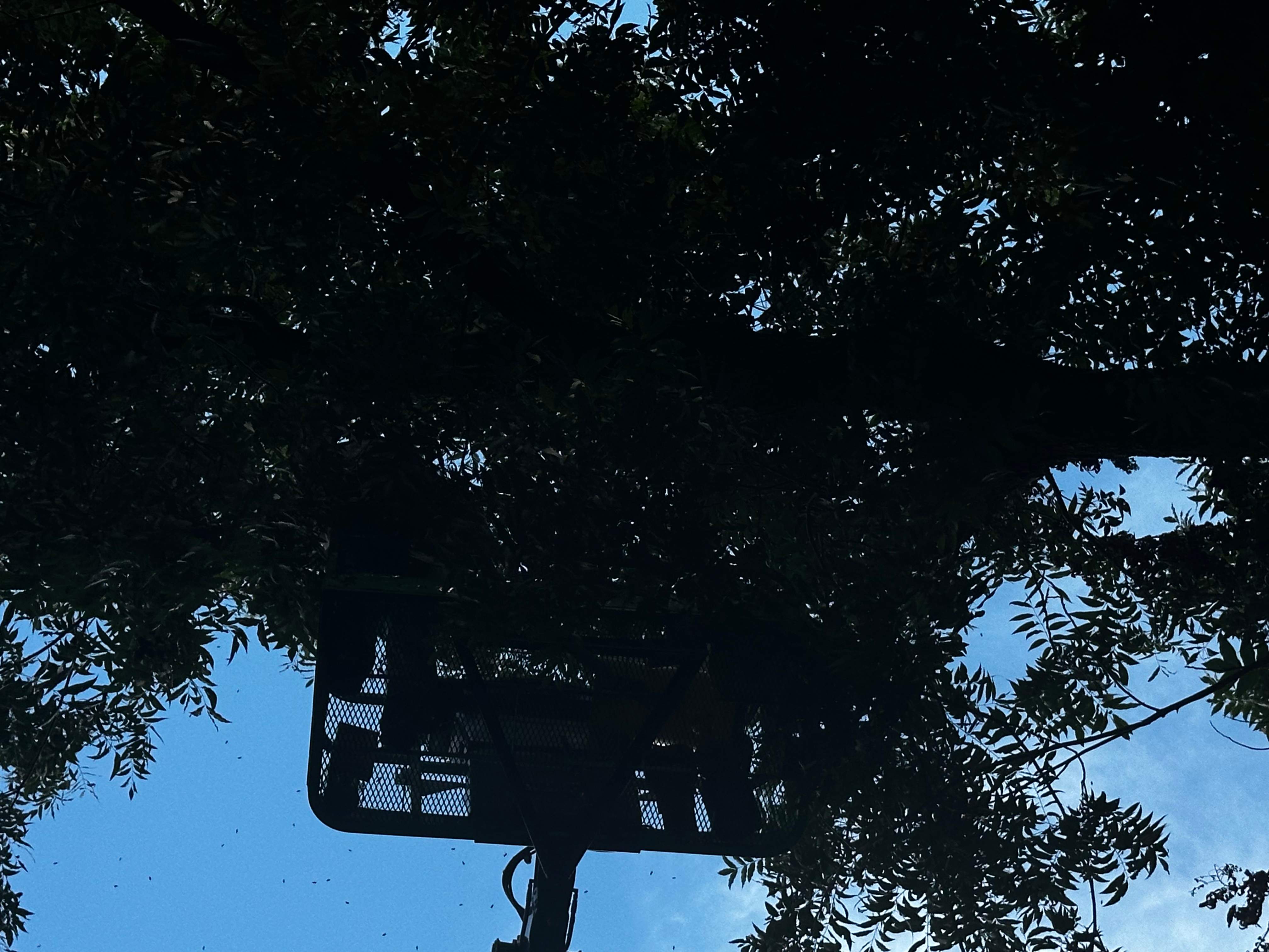 Open-Air Massive Colony by Rockwall Honey Bee Company