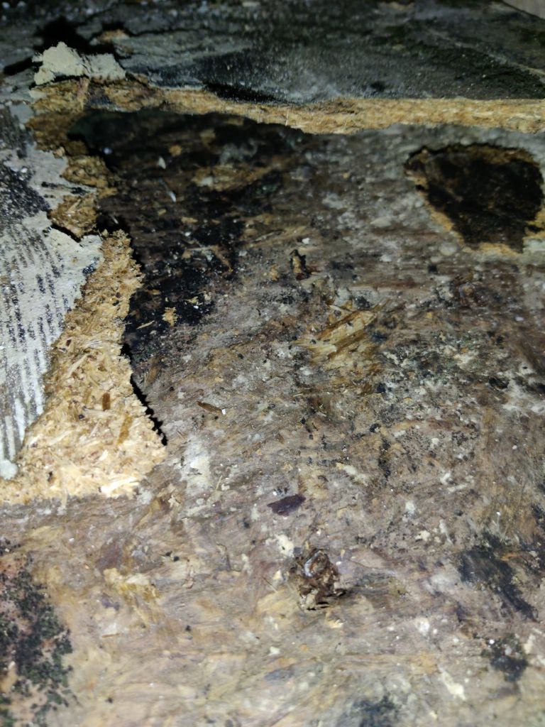 Mold Remediation in Kitchen by Accountable Home Services