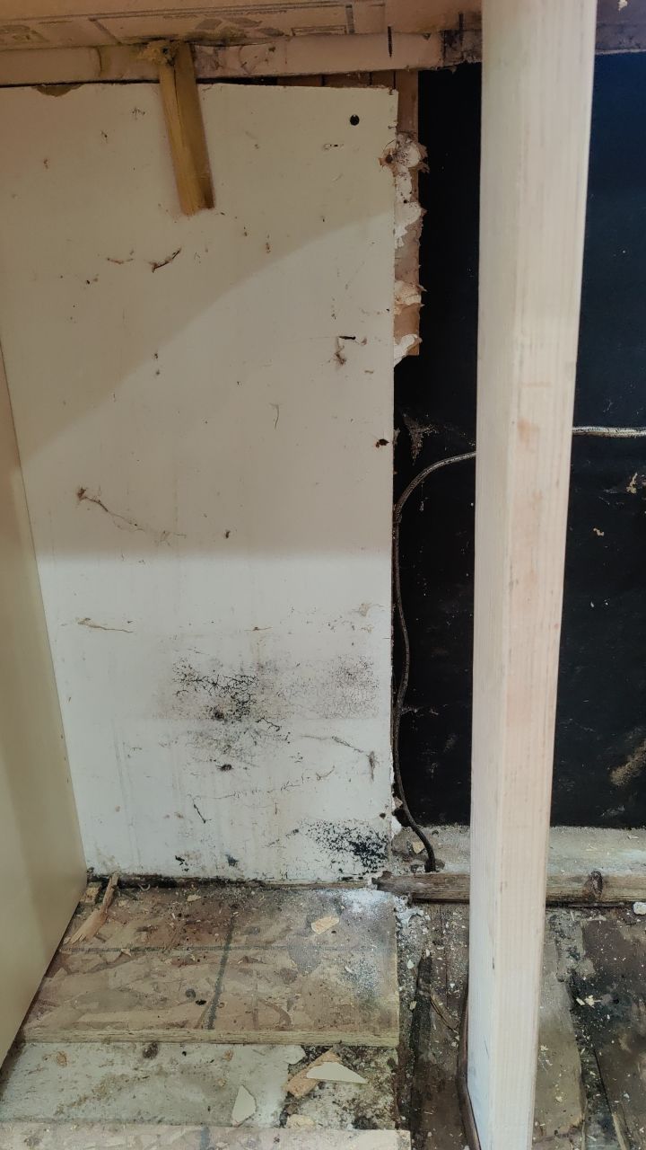 Mold Damage by Accountable Home Services