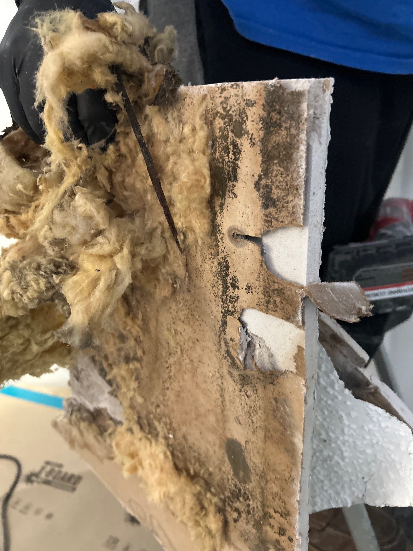 Mold Removal In Sarasota Florida by Ampm Restoration Services