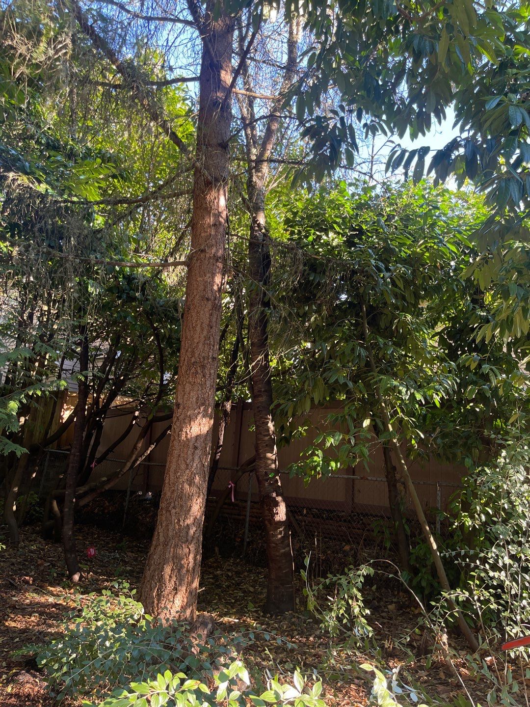 Tree Removal using Tree Removal by Mike Jones & Sons Tree Service LLC 