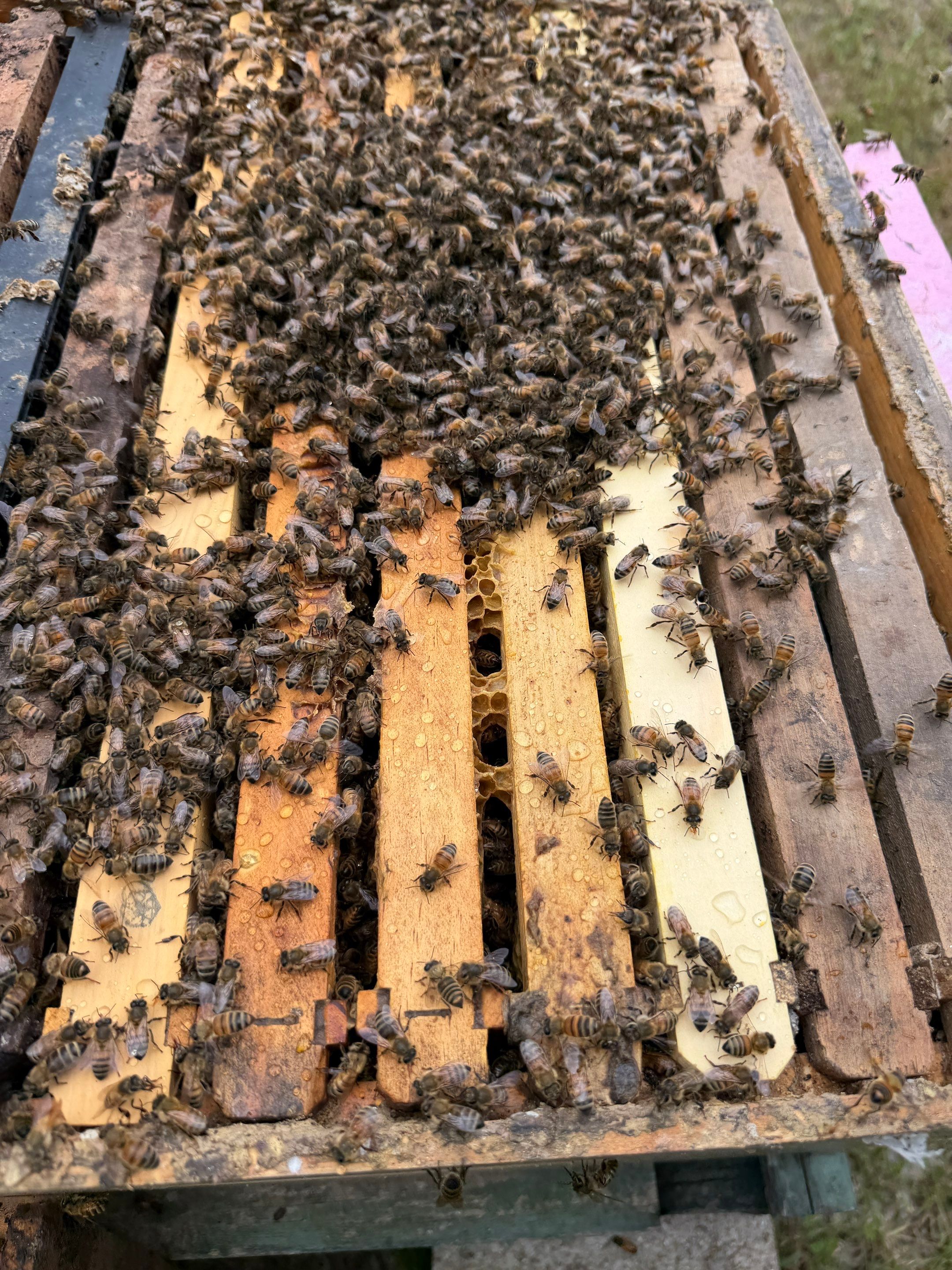 Sunnyvale’s Happiest Apiary by Rockwall Honey Bee Company
