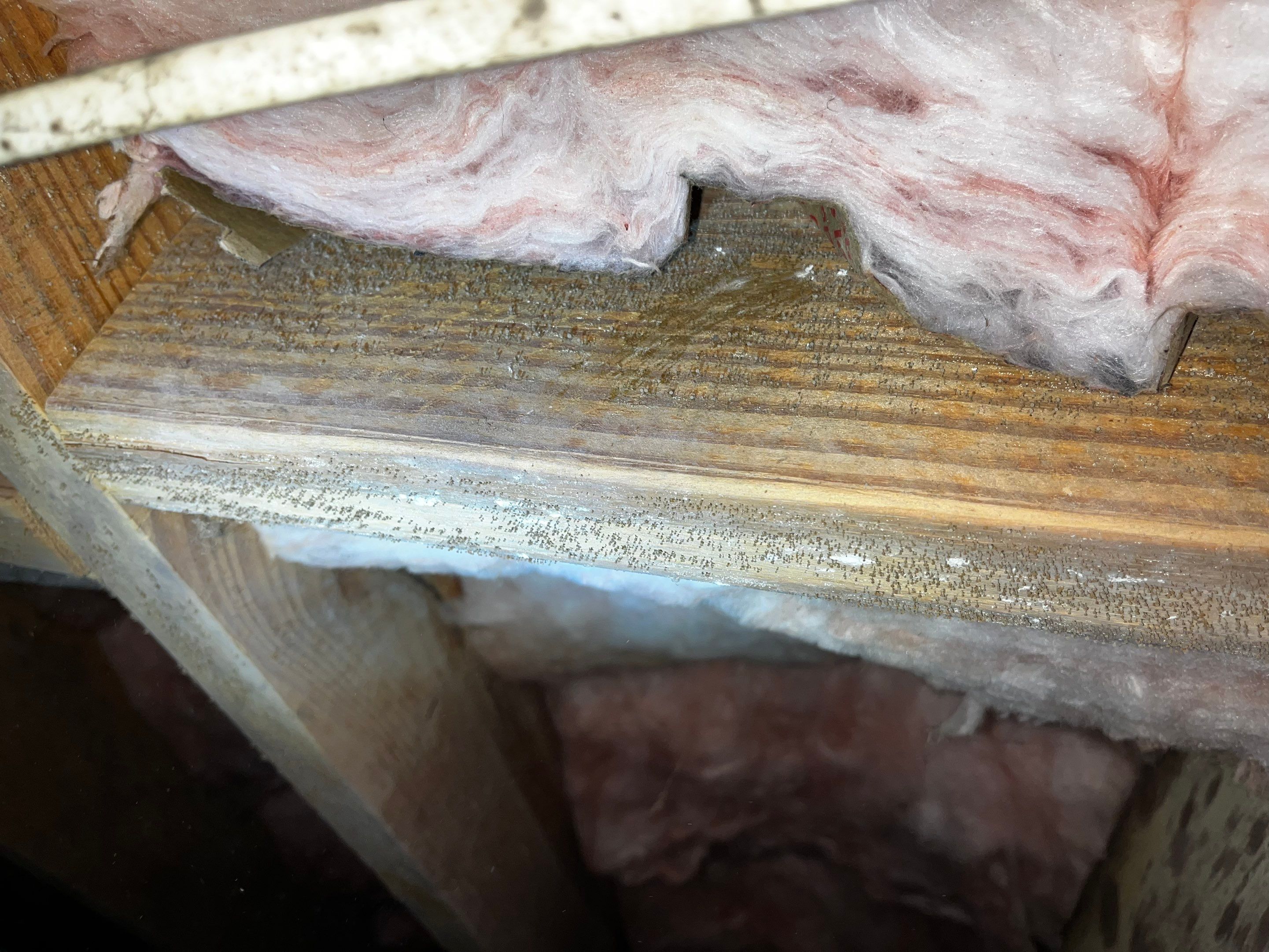 Impact Choice Encapsulation with Mold Removal. by Impact Crawlspace