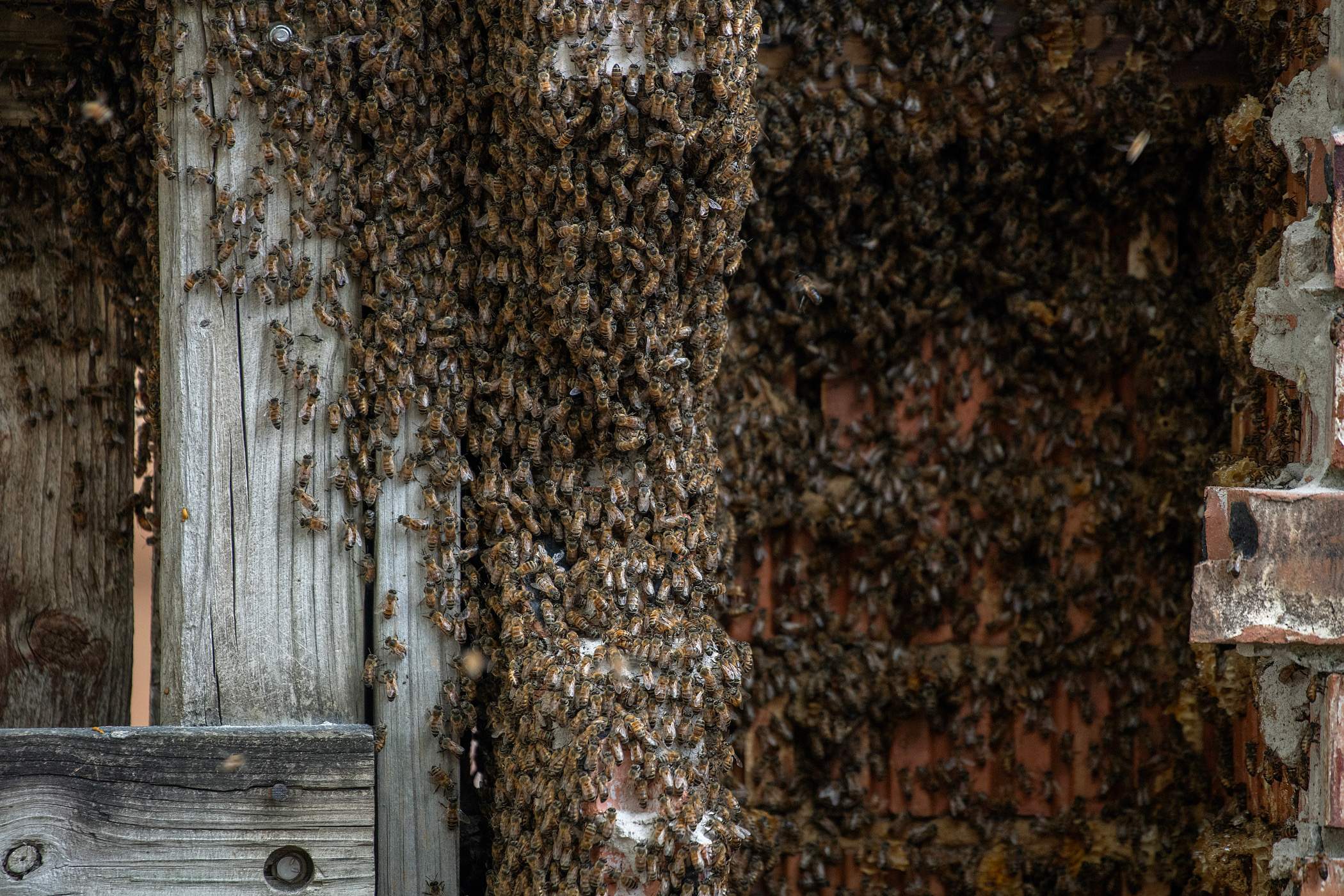 Brick Column by Rockwall Honey Bee Company