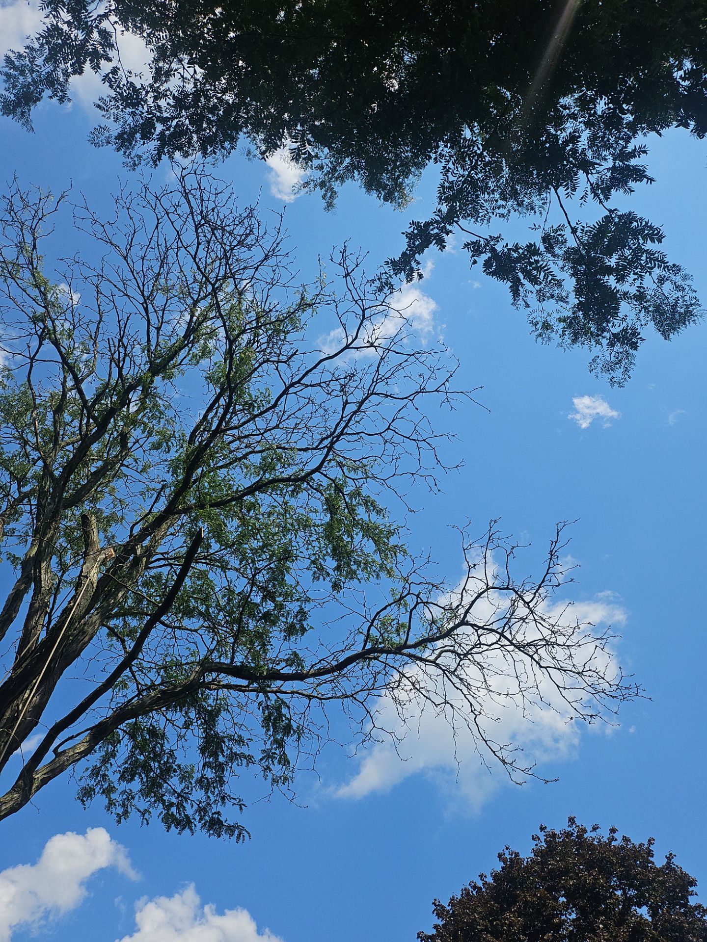 Tree Removal using Tree Removal by Mike Jones & Sons Tree Service LLC 