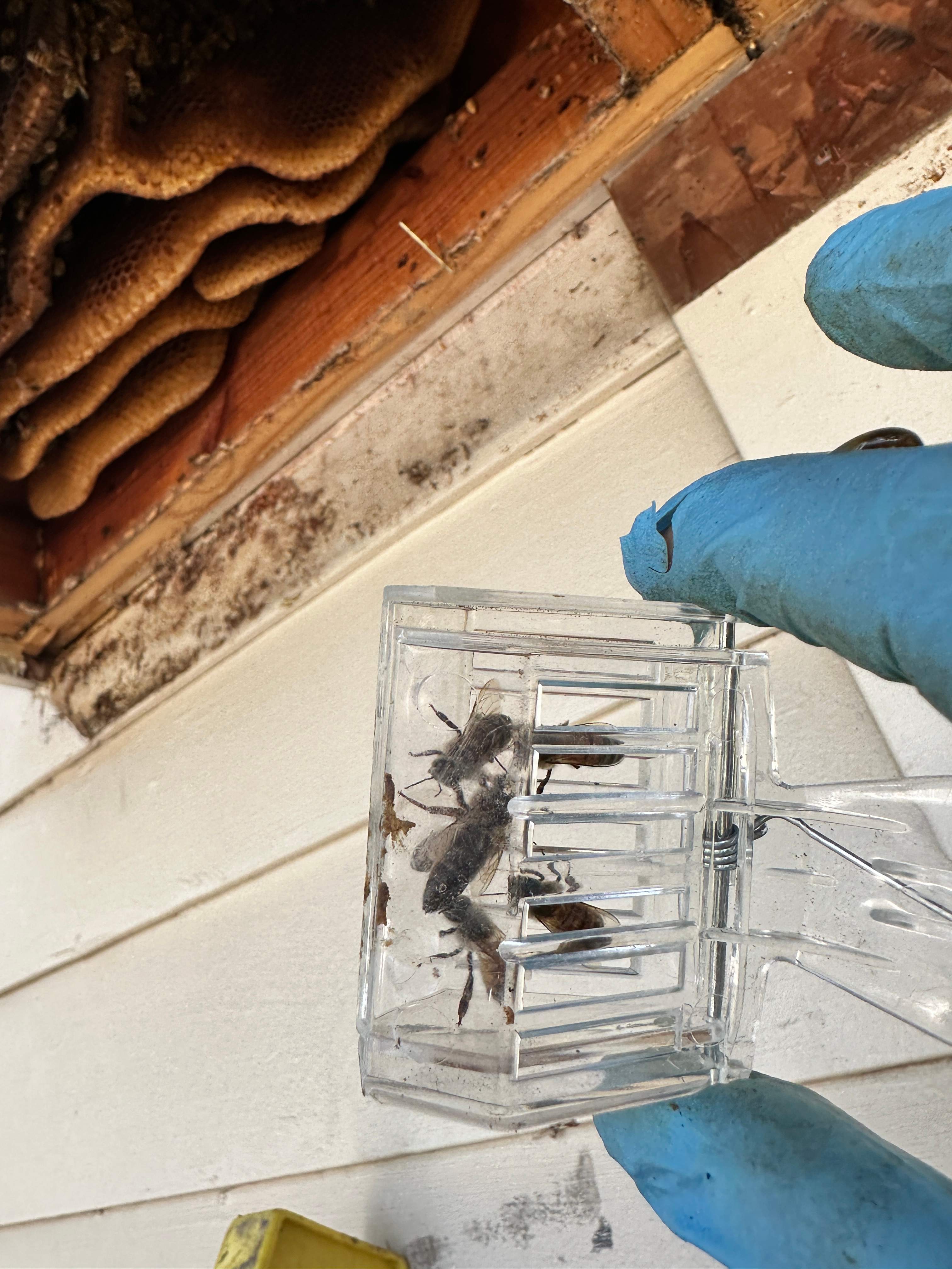 Last of 2025 by Rockwall Honey Bee Company